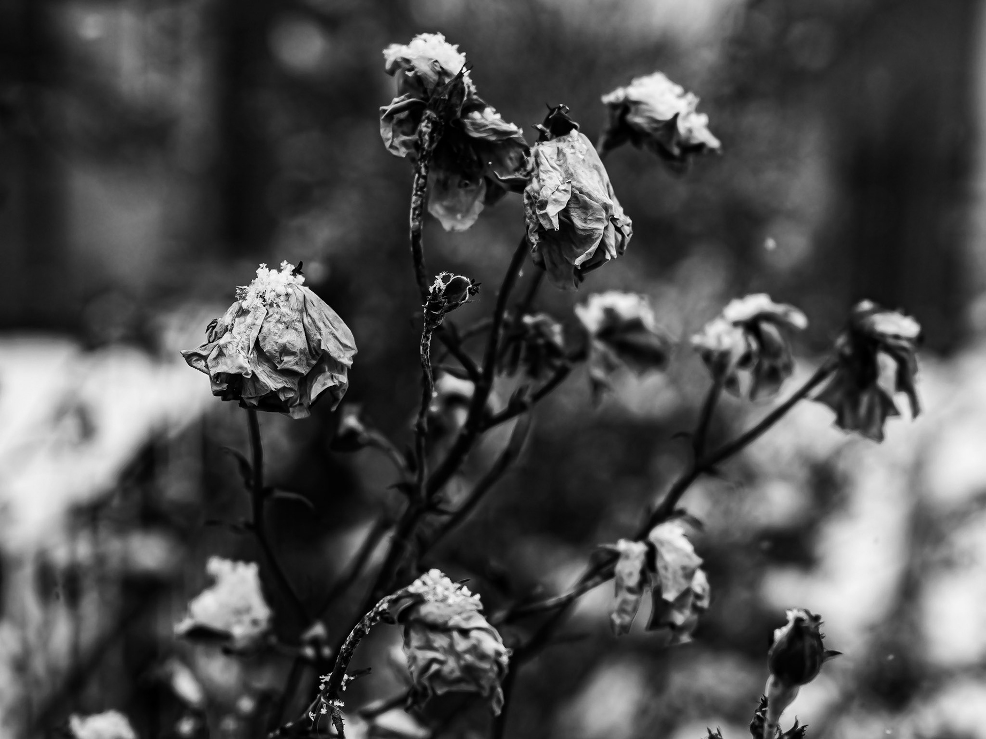 11/365 Withered Roses