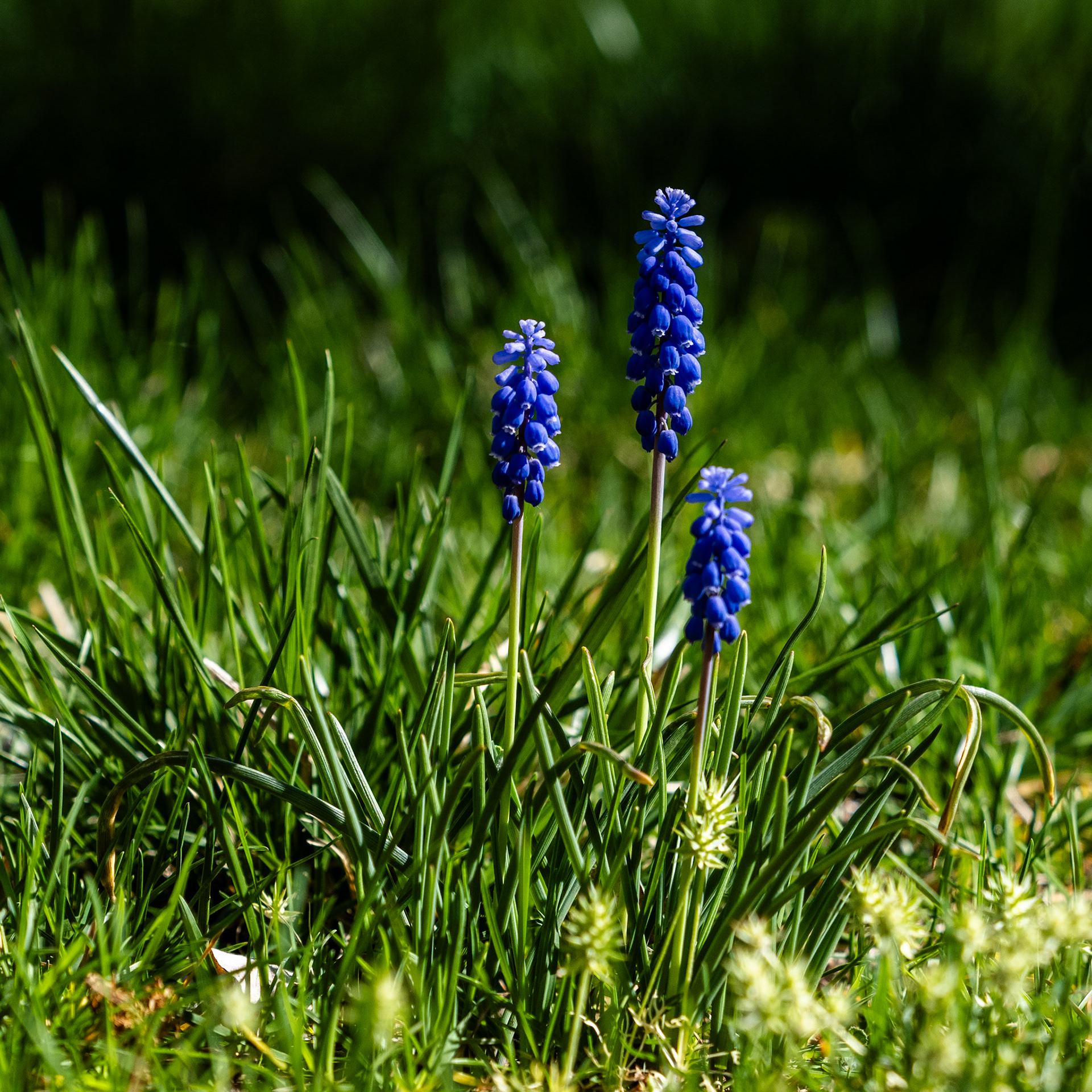 I went on a really short photo walkabout just now. All the way to the front yard. I figured I better capture a photograph of these before I cut the grass.I went on a really short photo walkabout just now. All the way to the front yard. I figured I better capture a photograph of these before I cut the grass.