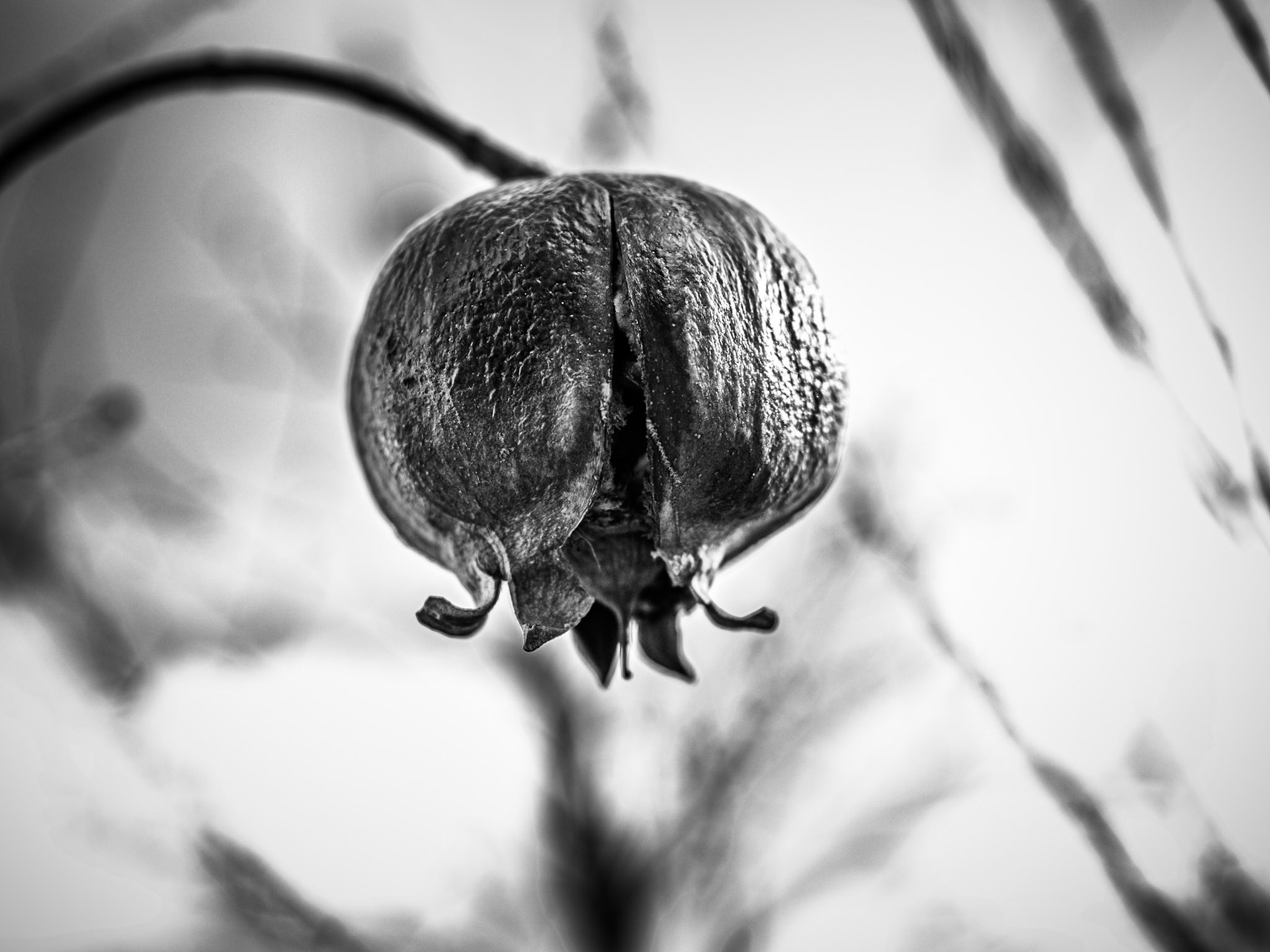 This is a straggler from last fall. My plant ID app identified this as a pomegranate. Maybe, but the petals in the picture on the app are longer. Anyway, another picture in your neighborhood.