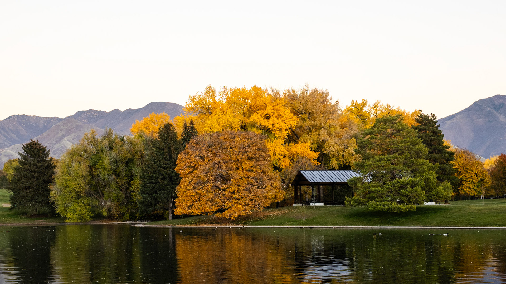 I have run out of analog pictures. So for the time being, I'll post one from a recent outing. Here's another of the same set of trees from a different angle. The pavilion adds a little bit of dimension. And of course, the ducks.
