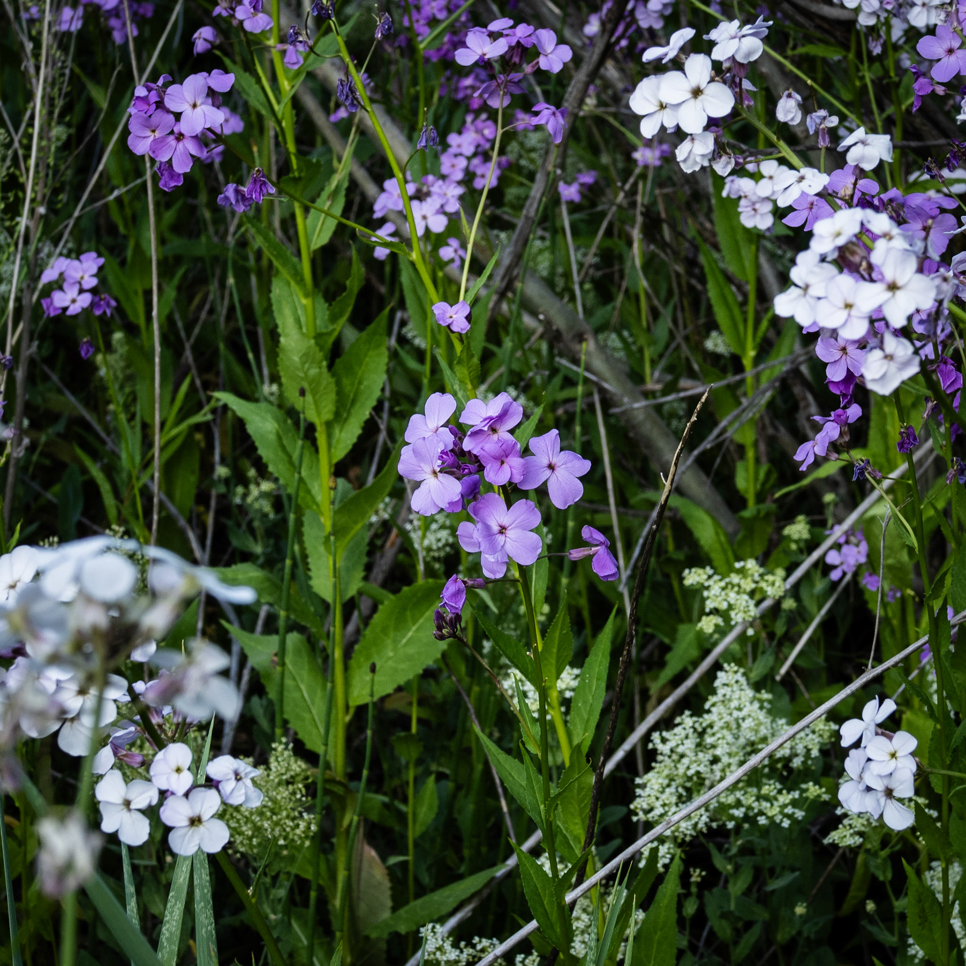 Some white and purple Dames Rocket for your viewing pleasure. I spotted these when I was on a bike ride with my buddy this morning. I went back in the evening to get chewed up by mosquitos and snap a few picts.