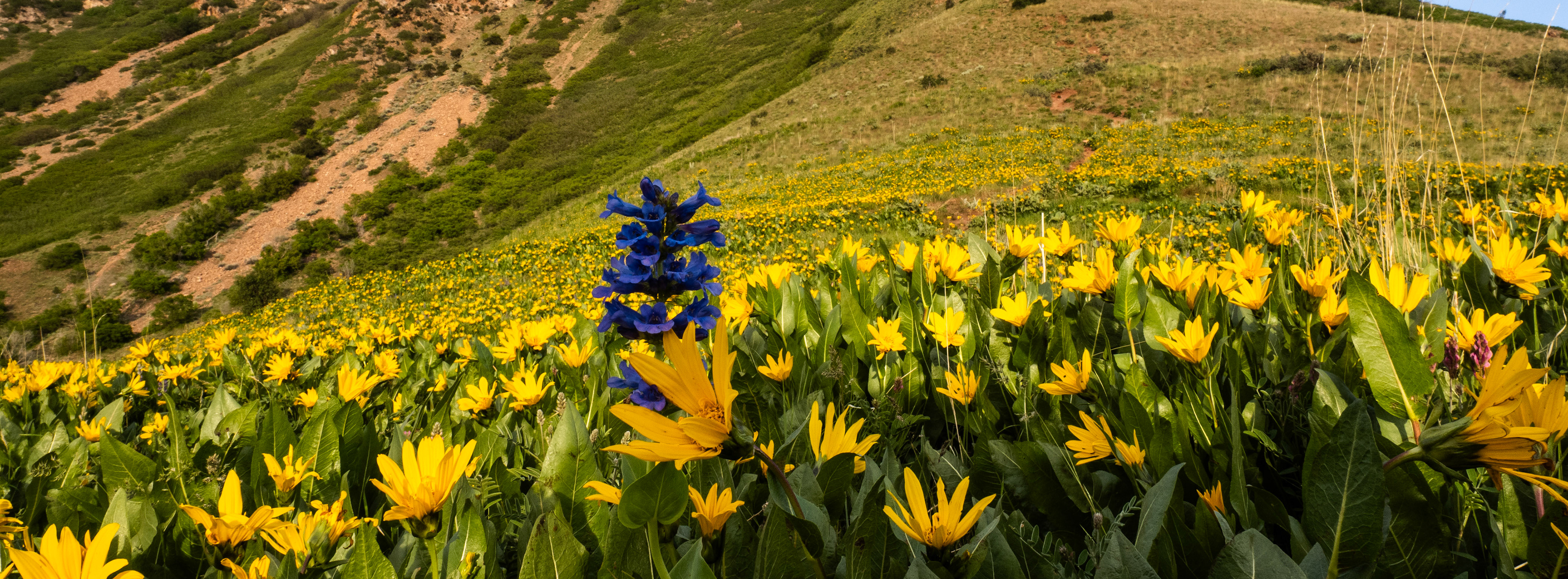 An apply named flower in the foothills of the Wasatch Mountains... I also found some Arrowroot Balsamleaf flowers still blooming strong.