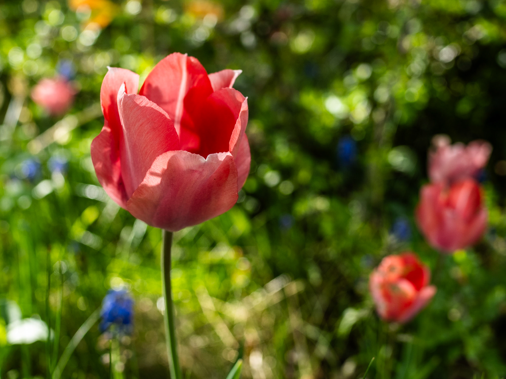 From our neighbors yard.