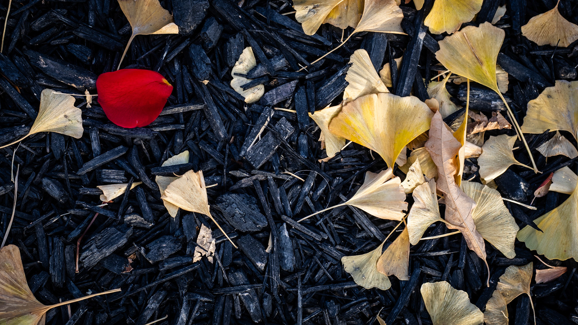 On my brief walkabout this afternoon, I found this rose petal. A bright splash of color against the charcoal bark.