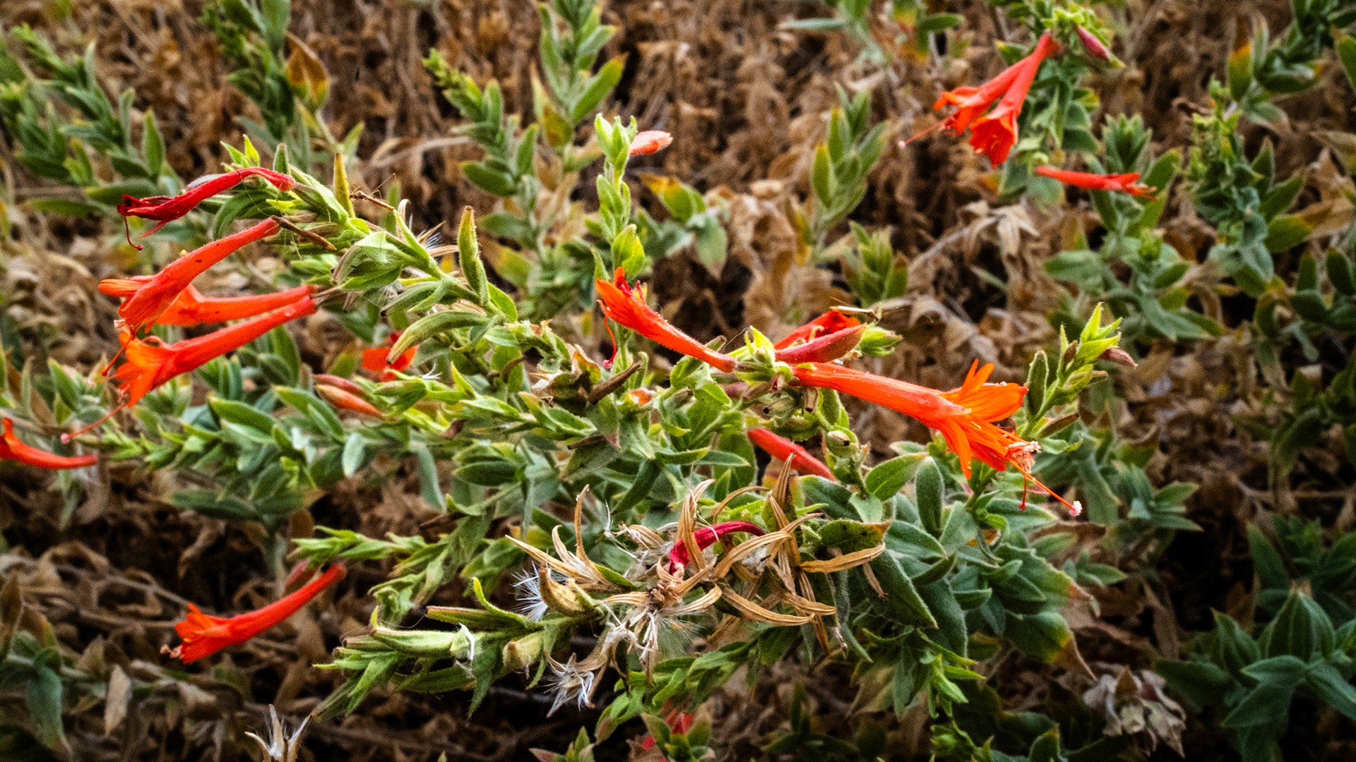 A lot of the plants are winding down for the season. This California Fuchsia is about ready to call it a season.