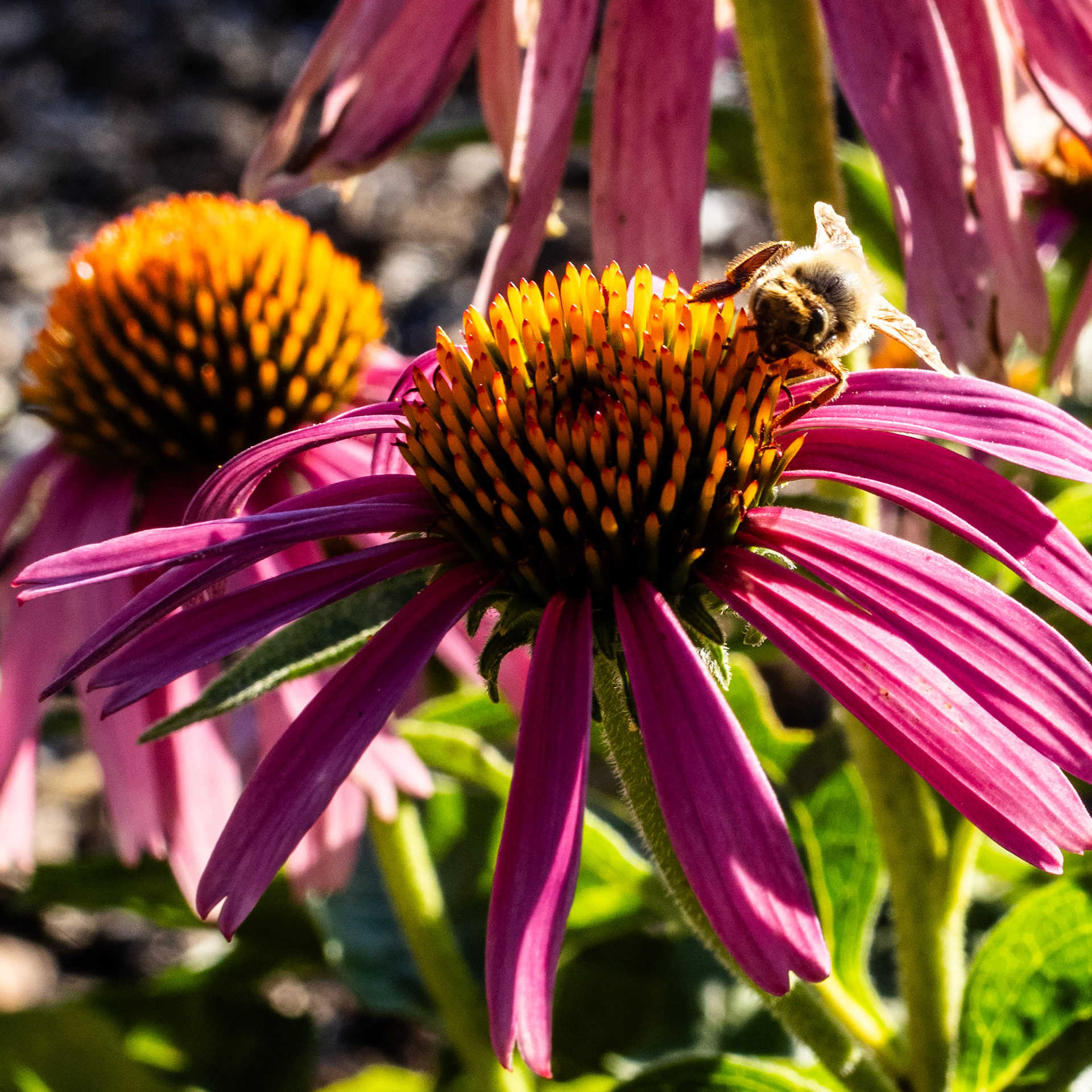 ...doing bee things.