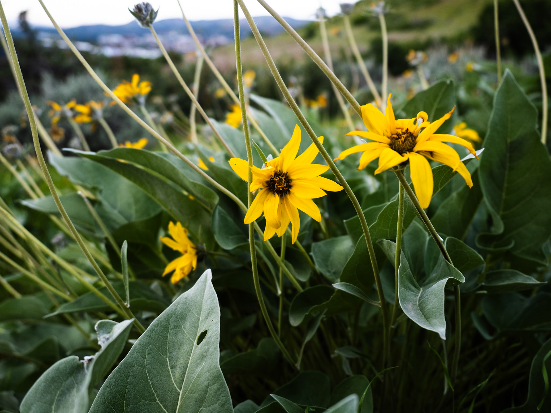 The arrowleaf balsamroot flower season is coming to an end. They are looking kinda tired around here. But there are still a few late bloomers that are persevering.