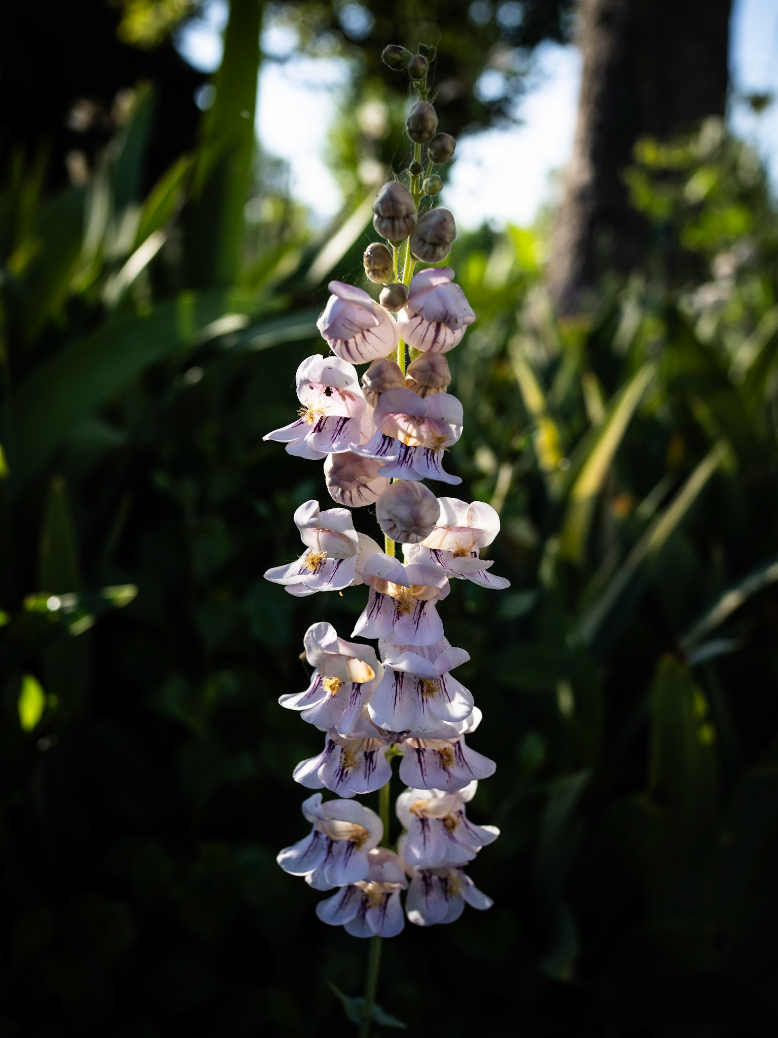 According my plant app this is called Palmer's Penstemon. Palmer's Beardtongue sounds cooler so I'll go with that.