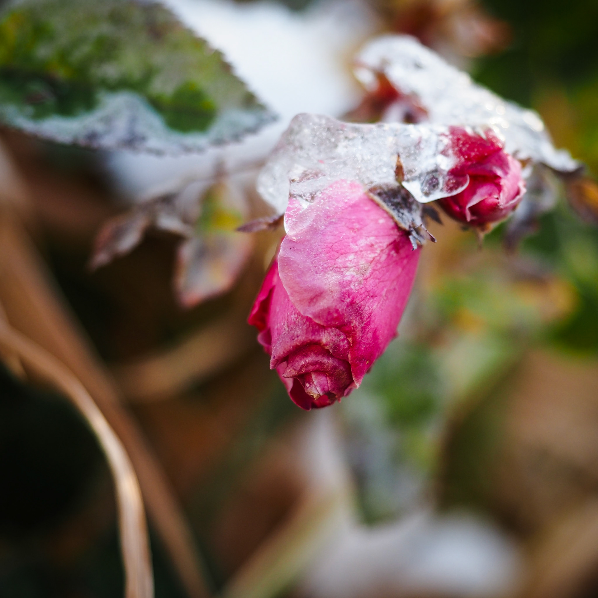 We had snow, and I had little time for a photo safari today, so a snowtograph it is.