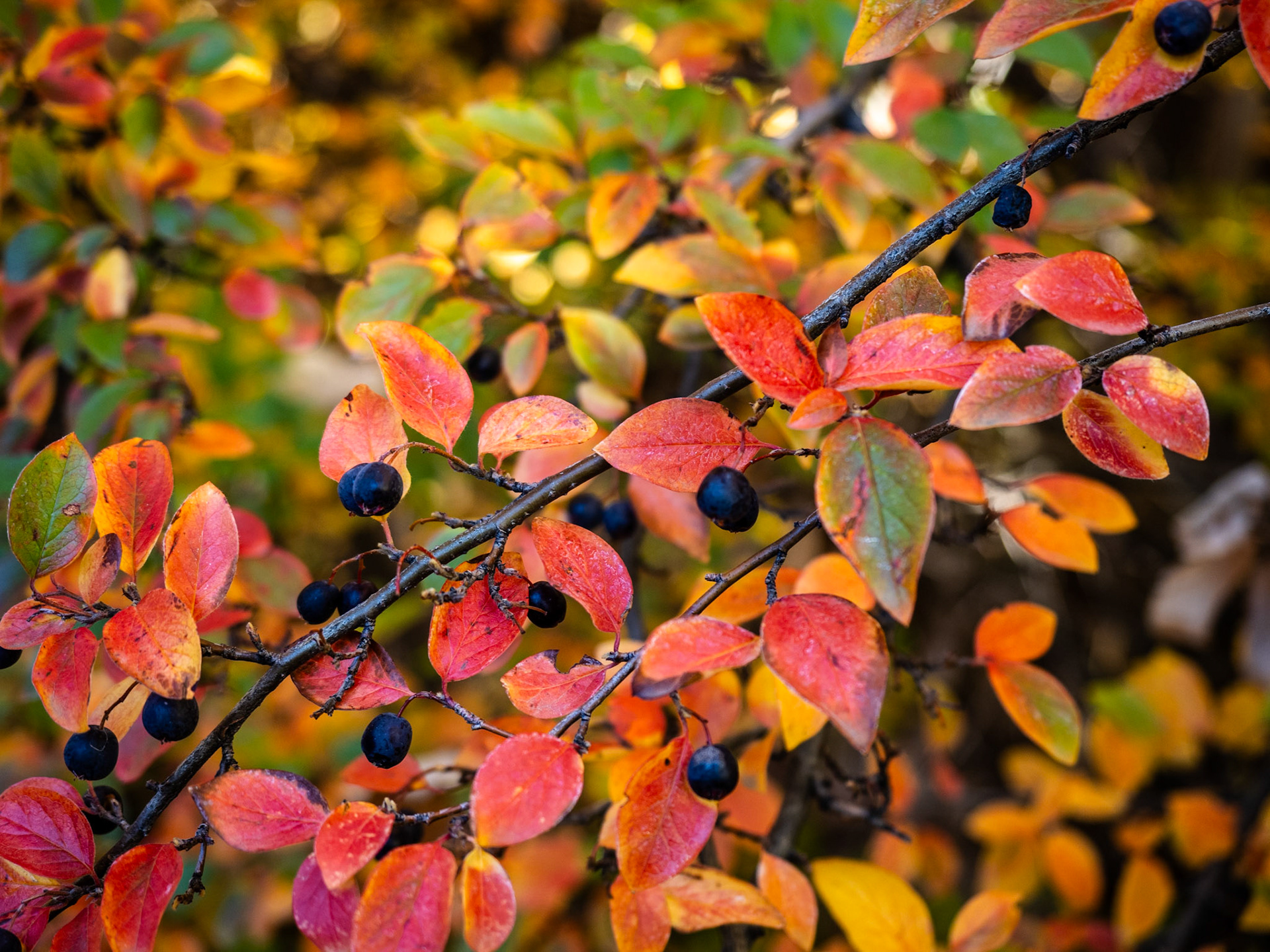 This black chokecherry is not so black this time of the year. 300 days I've been doing this.