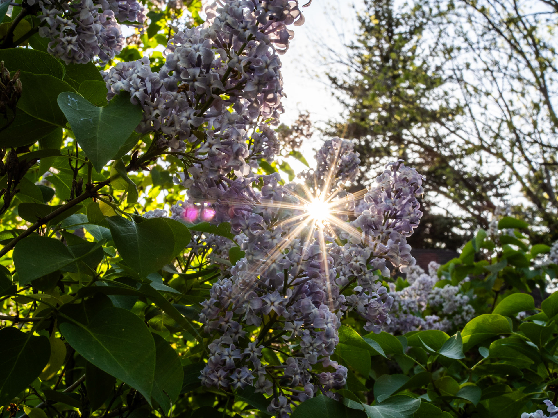 Playing with the sun in the back yard.