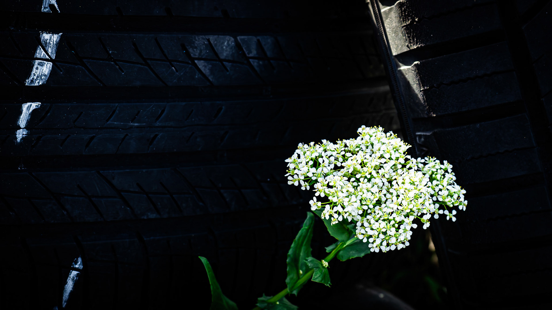 I cruised along the frontage road on the out to Saltair and past these abandoned tires and had to turnaround. I knew there was a picture there.
