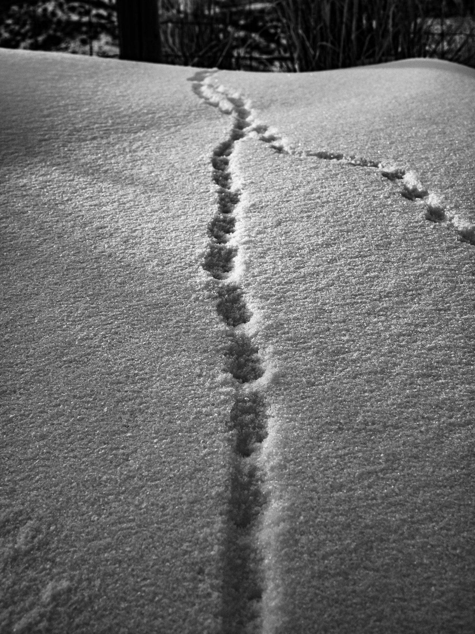 31/365 All Tracks Lead to ...