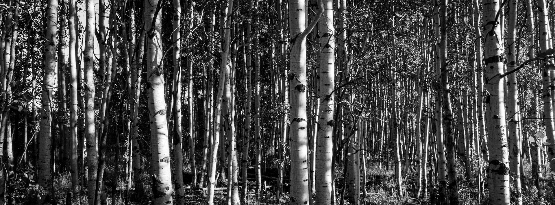 Here are some aspen trees along the Ant Flat Road, in the Ant Valley in Northern Utah. BTW, a correction for yesterday's picture. That landmark is called Boars Tusk.