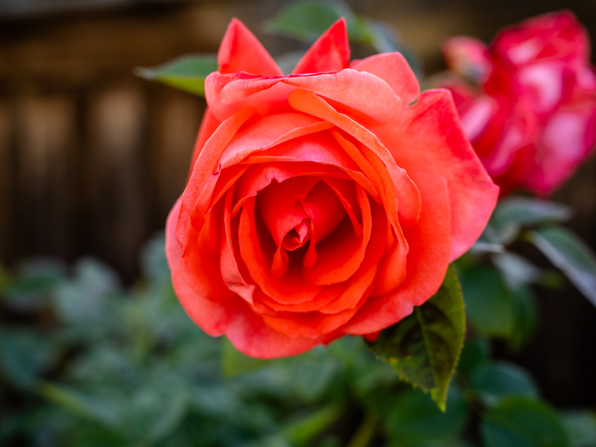 Not just any rose, a Hybrid Tea Rose.