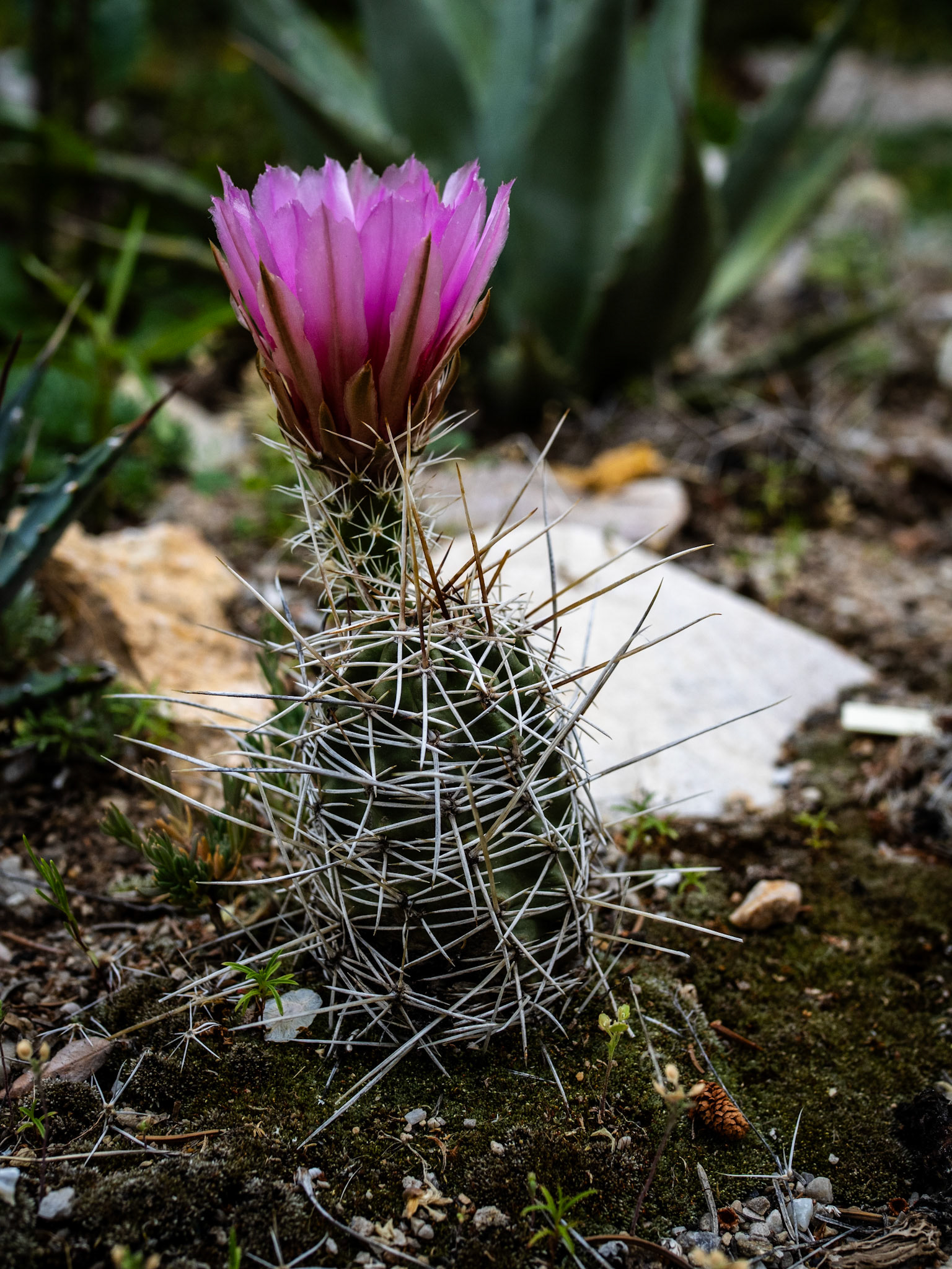 Man, that is some serious defense. That flower is safe and sound.
