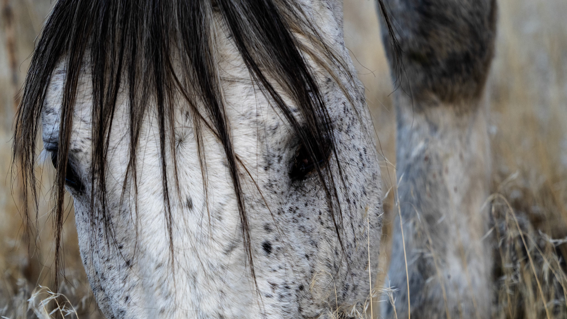 Thanks for following along with my 365 projet. Today's the last day. This horse of the Onaqui wild horse heard in Utah's West Desert, reminds me of a teenager with hair in their eyes.