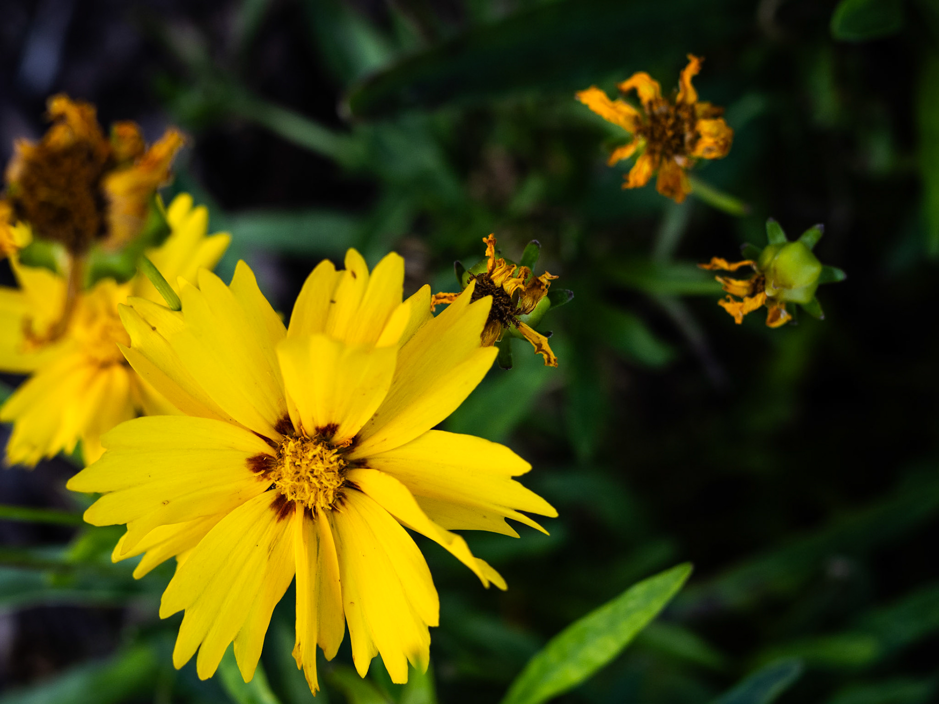 A tour around the neighborhood and there's this, a lance-leaved coreopsis.