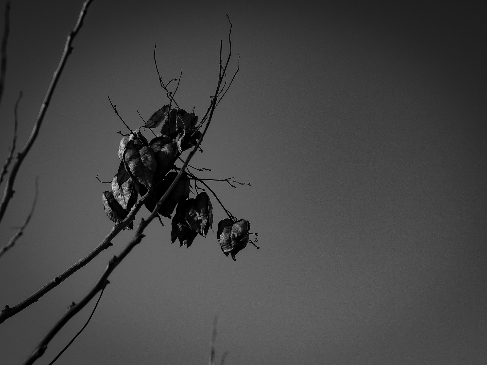 23/365 Golden Raintree Pods
