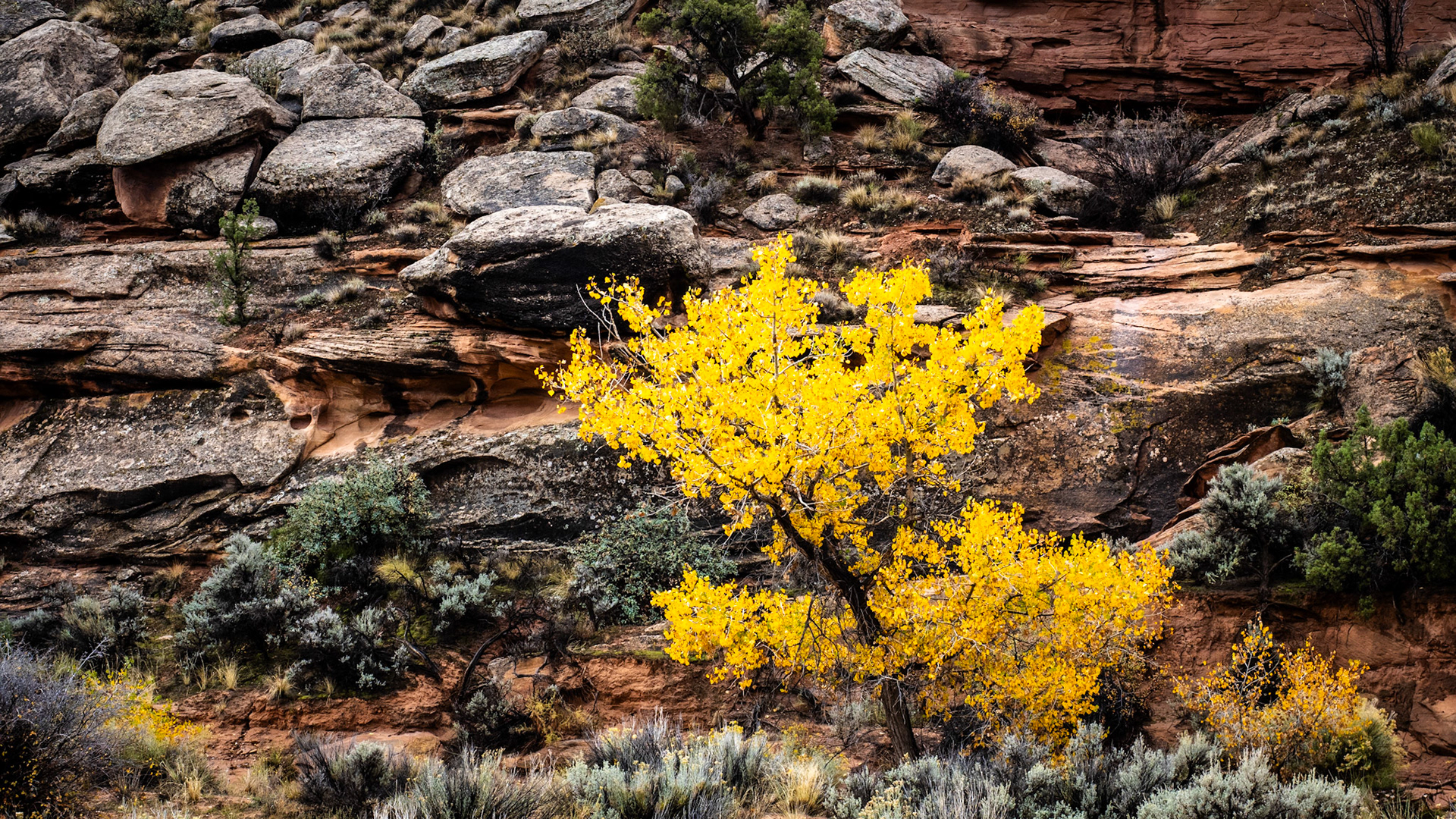 I am in Moab this weekend mountain biking and celebrating my son's birthday. Rain on the trip seem to be a theme. Rain in Ventura and now rain in Moab. Anyway. here's some fall colors against the rain soaked rocks