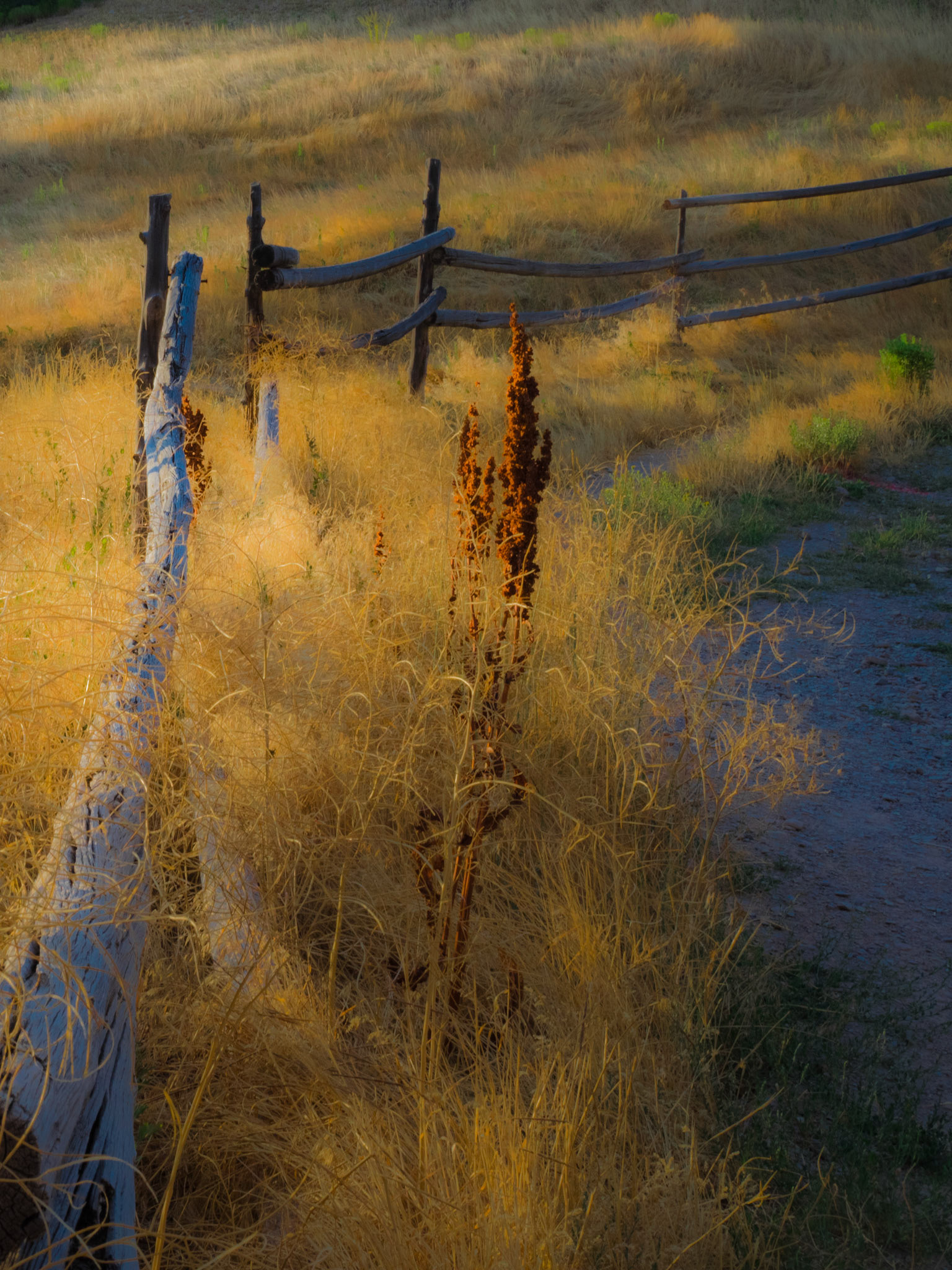 In 2022, I worked a 365 project, where I captured a photograph every day. This was day 206 when everything came together: the soft light, the golden summer grass, and a fence.