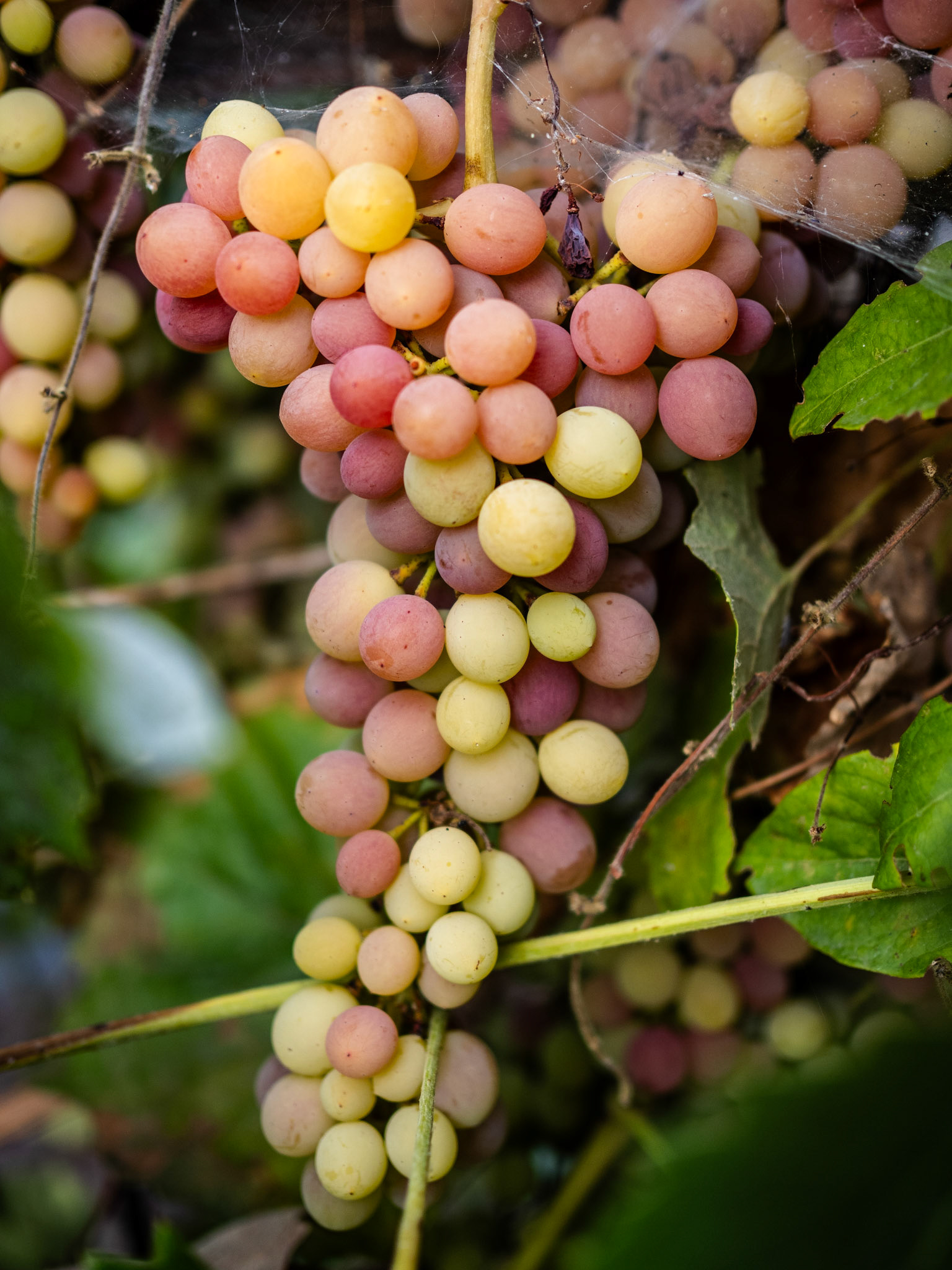 My neighbor's grapes are getting ready.