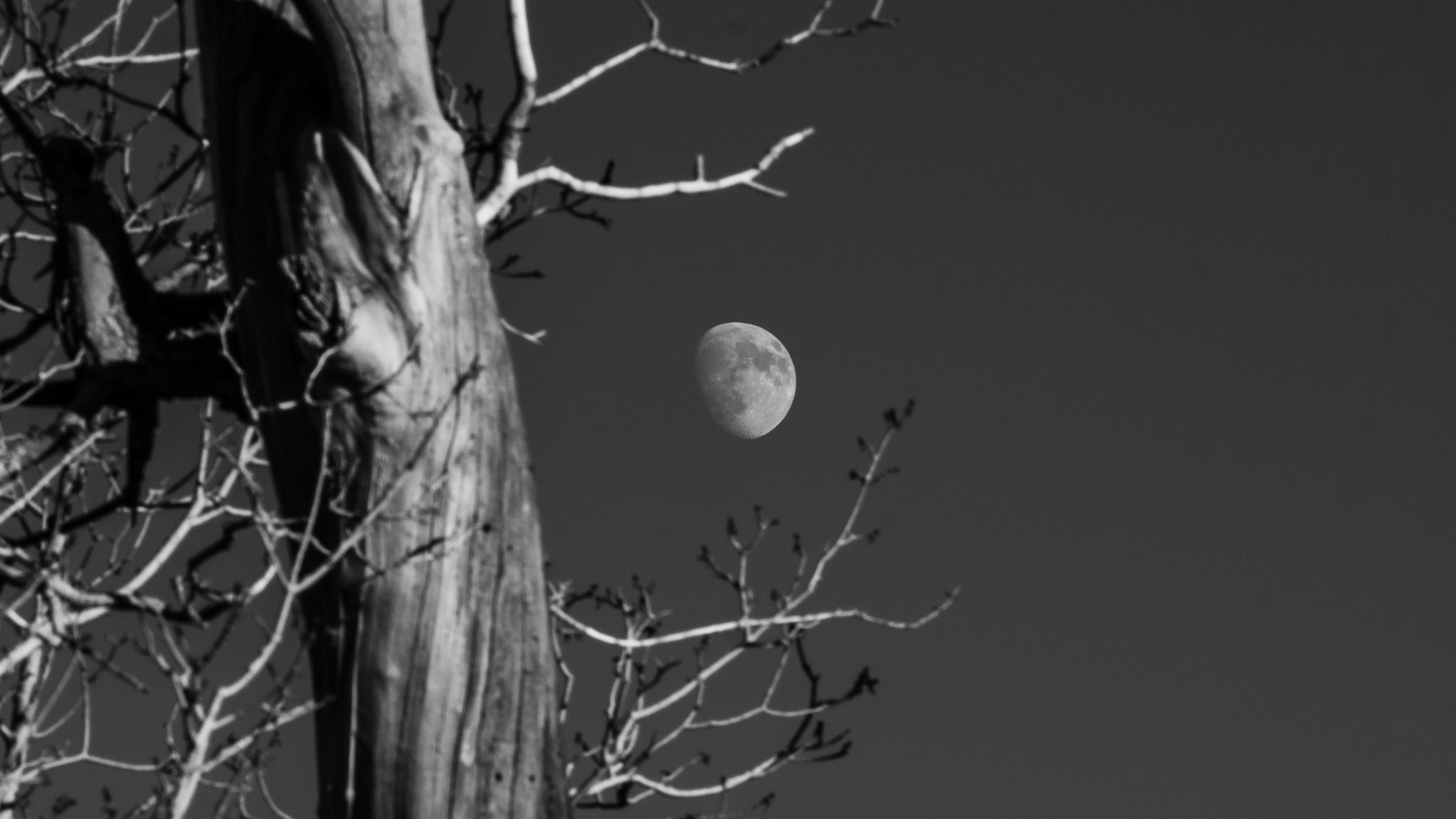 Here's a moon shot for you to enjoy on the first of November.
