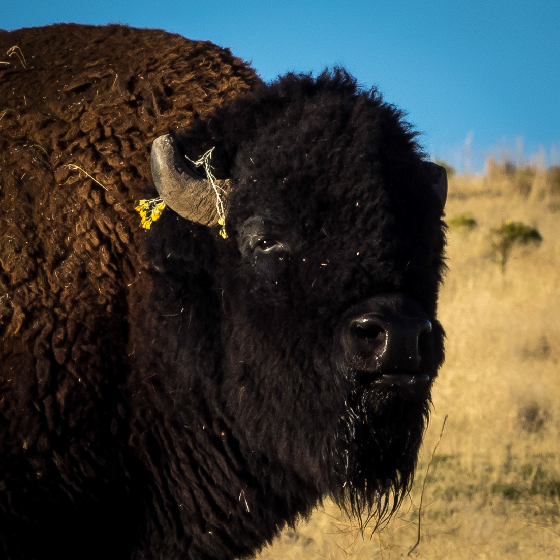 Even a 1500 pound bison can be cute every once in a while.