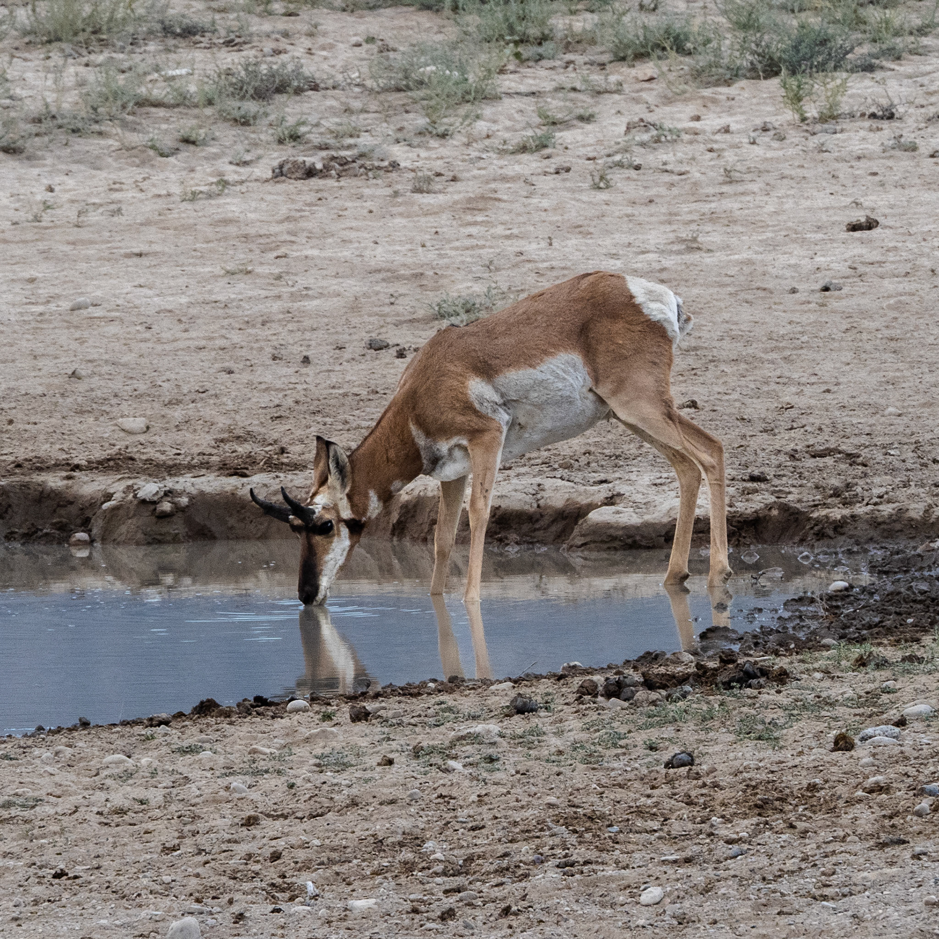 The travel gods conspired against me and I missed the opportunity to capture a photo today. So here's one from yesterday. After most of the horses left four antelope stopped by for a drink.