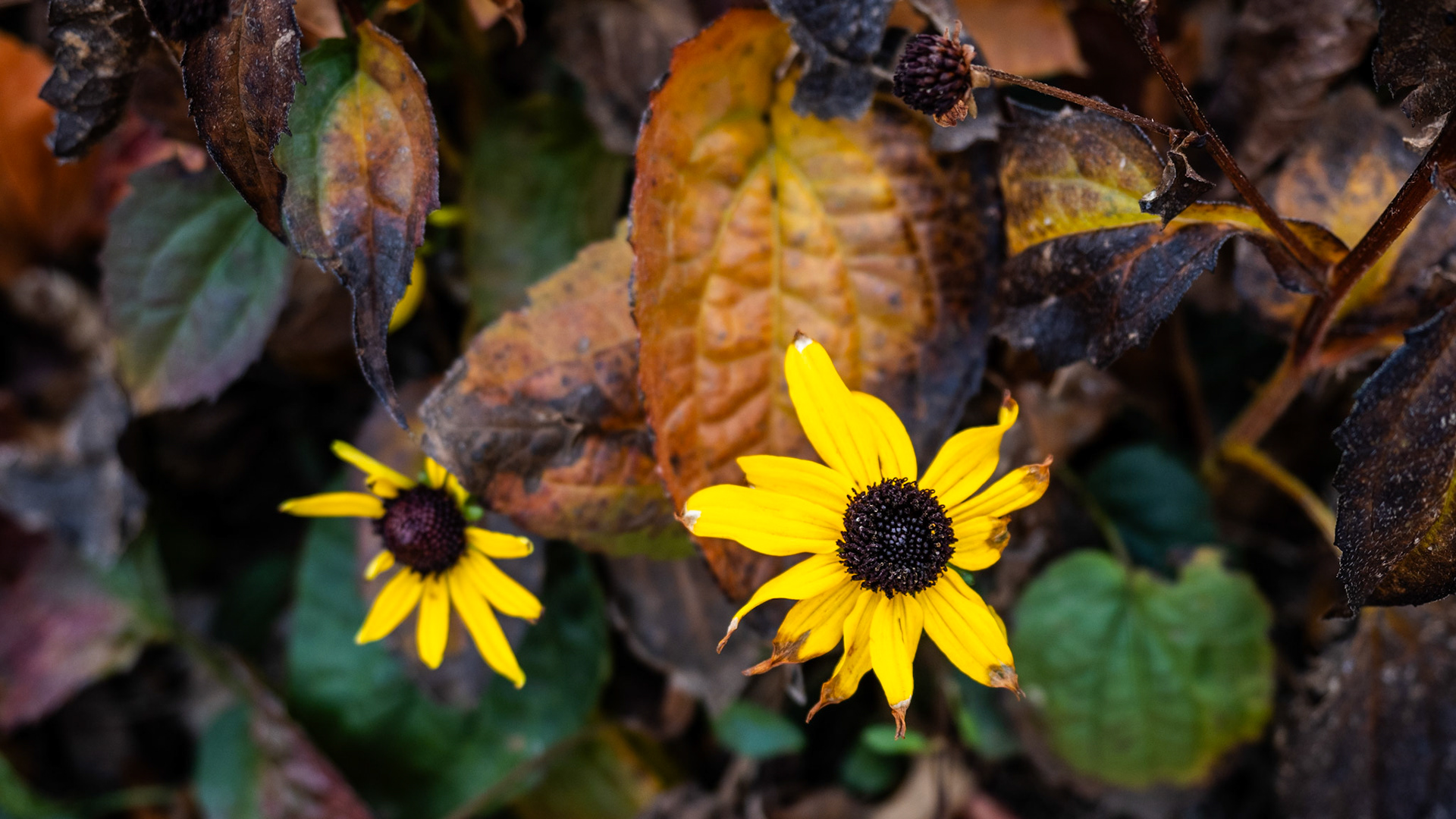 This fall is weird. We still have daisies in November. Although I think these will be the last. It's been near freezing the past couple mornings and the winter inversions are starting.