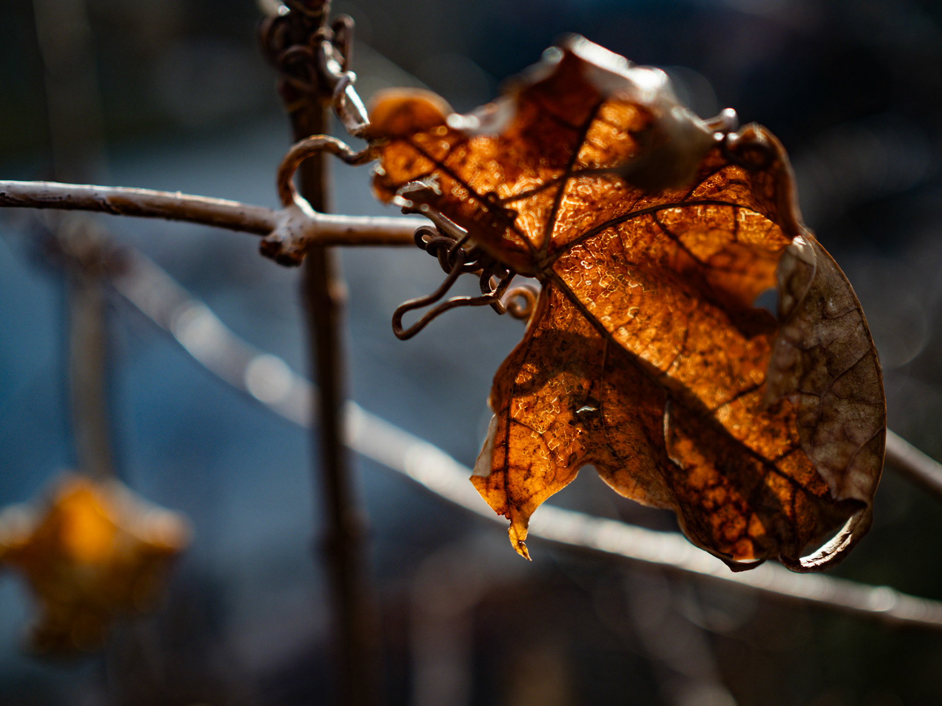 36/365 Backlit Leaf