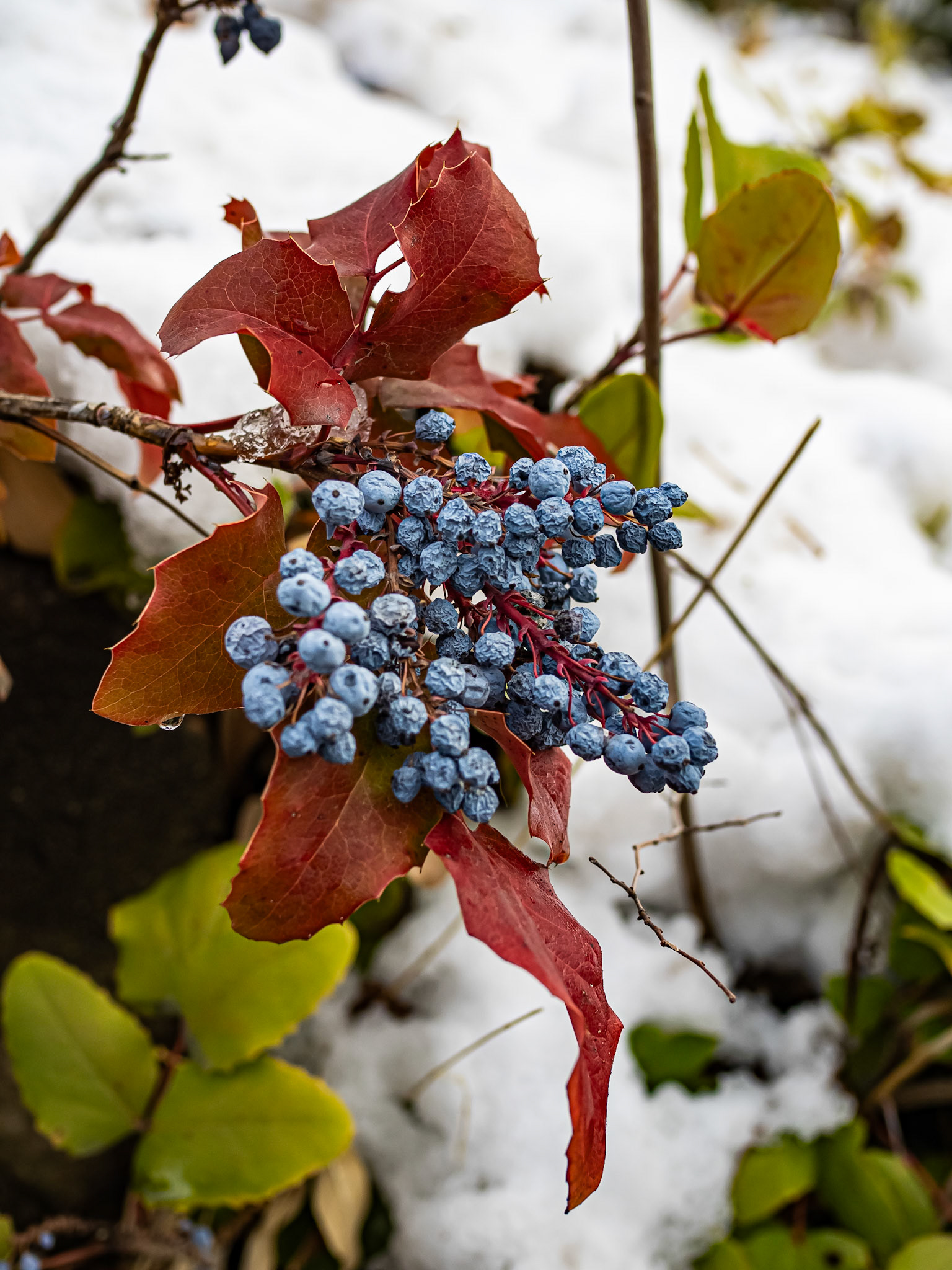 5/365 Creeping Barberry
