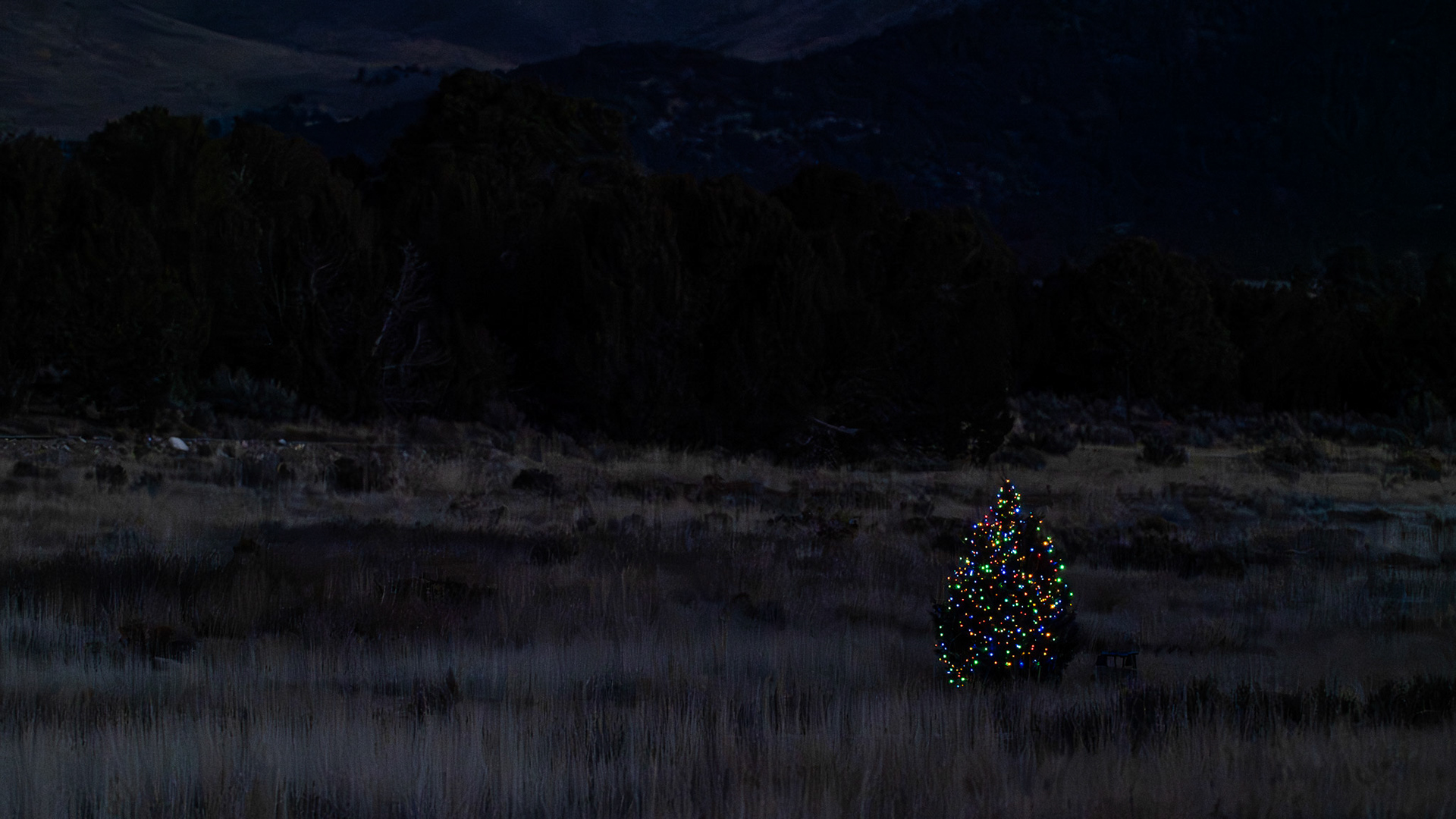 From yesterday's photo safari: This was kinda surprising, this Christmas tree was in the middle of a field, almost in the middle of nowhere.