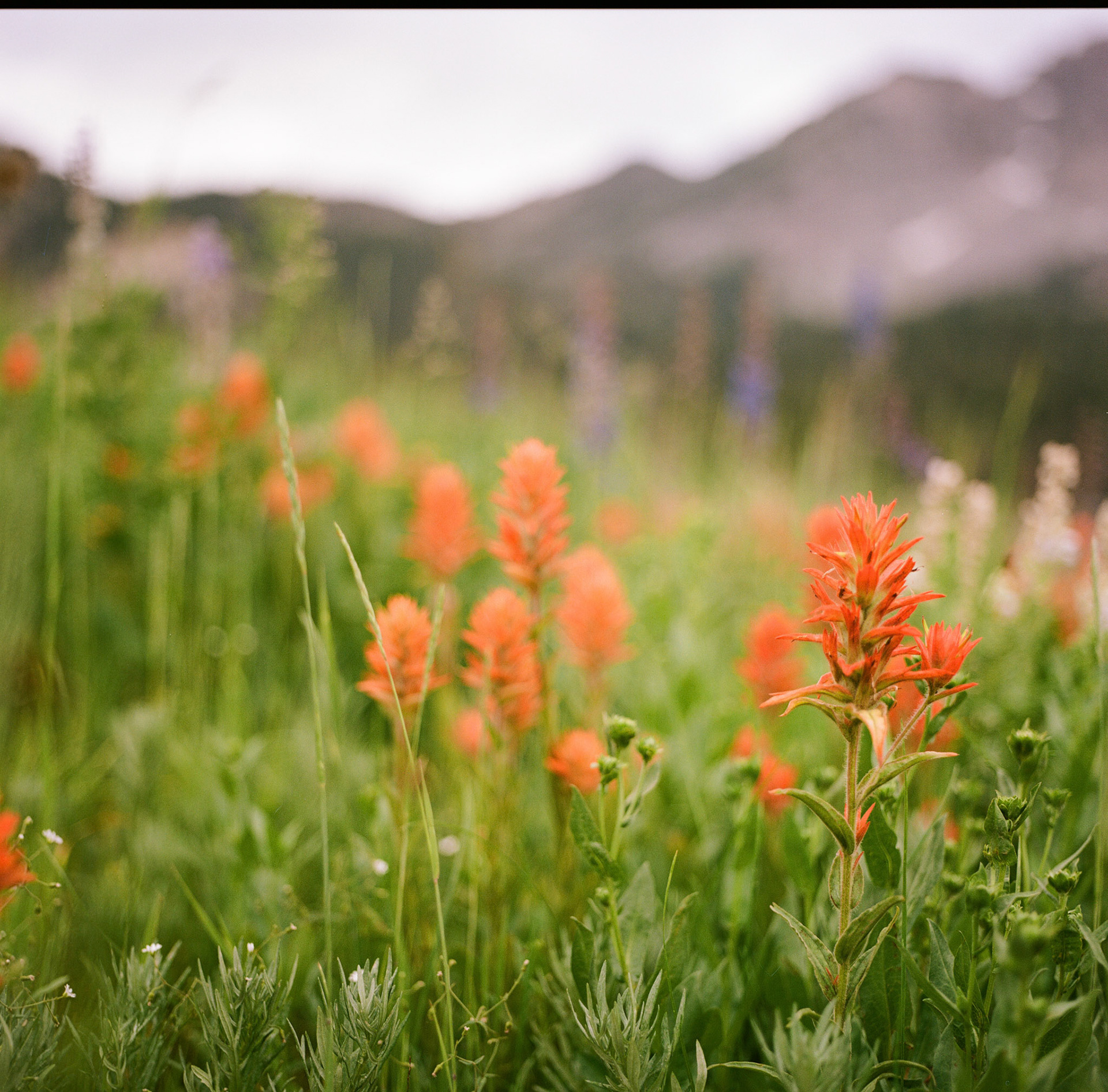 Today is analog picture of the week, where I pull a picture I captured on film. I had go go way back to a July shoot at Albion Basin for this one.
