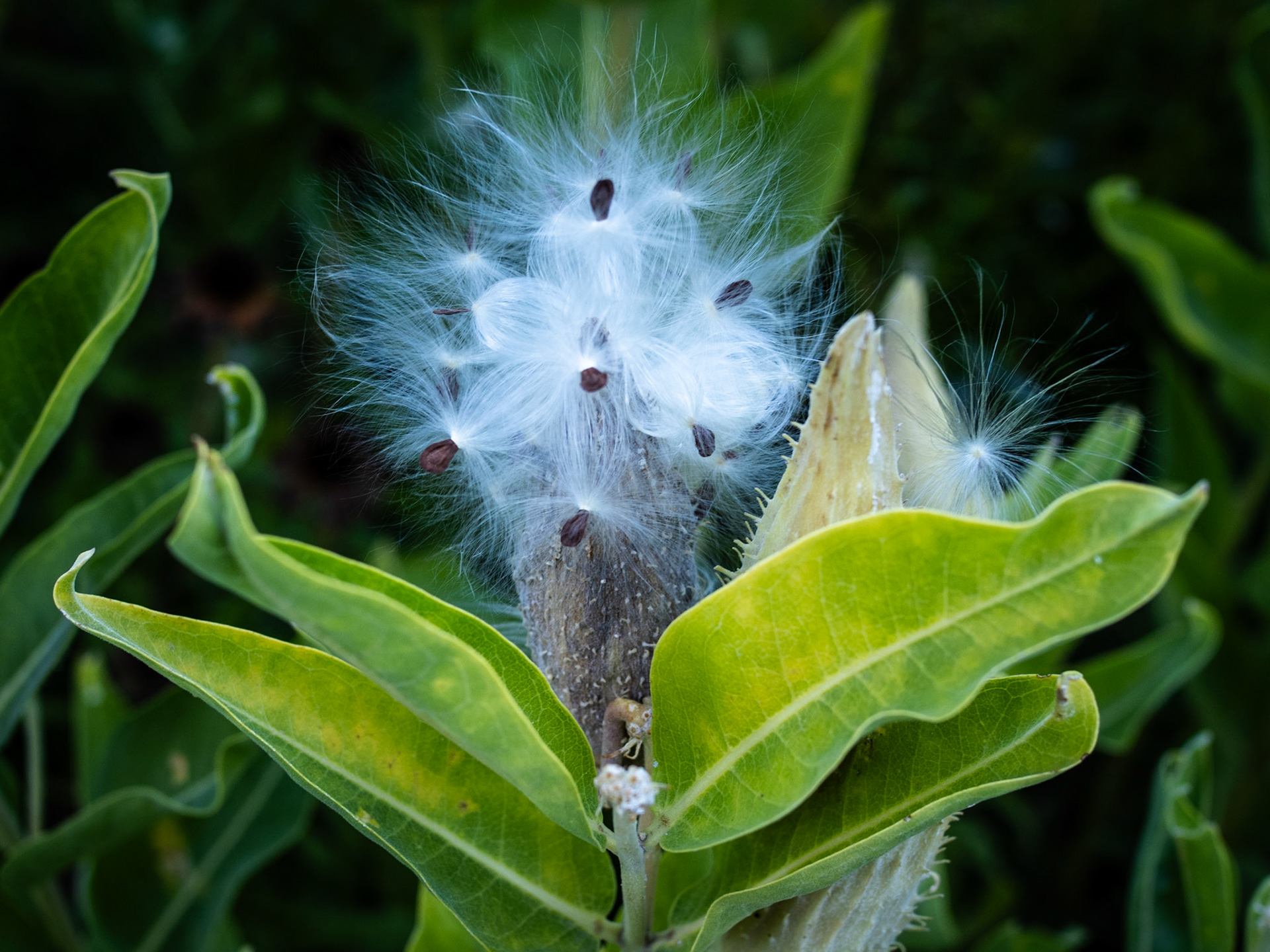 All the milk week seeds need now is a bit of a breeze. And then it's "weeee!"