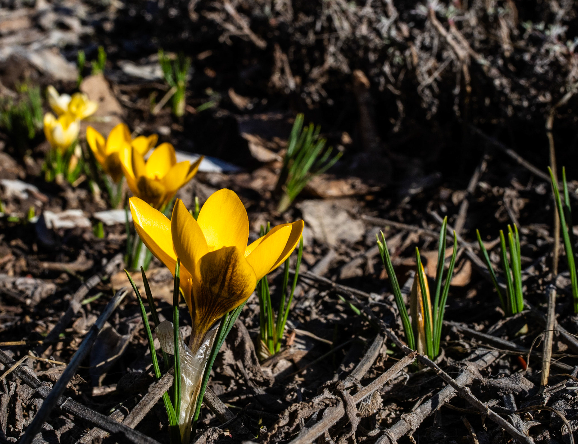 It's fun how these Snow Crocuses lined up just for me.