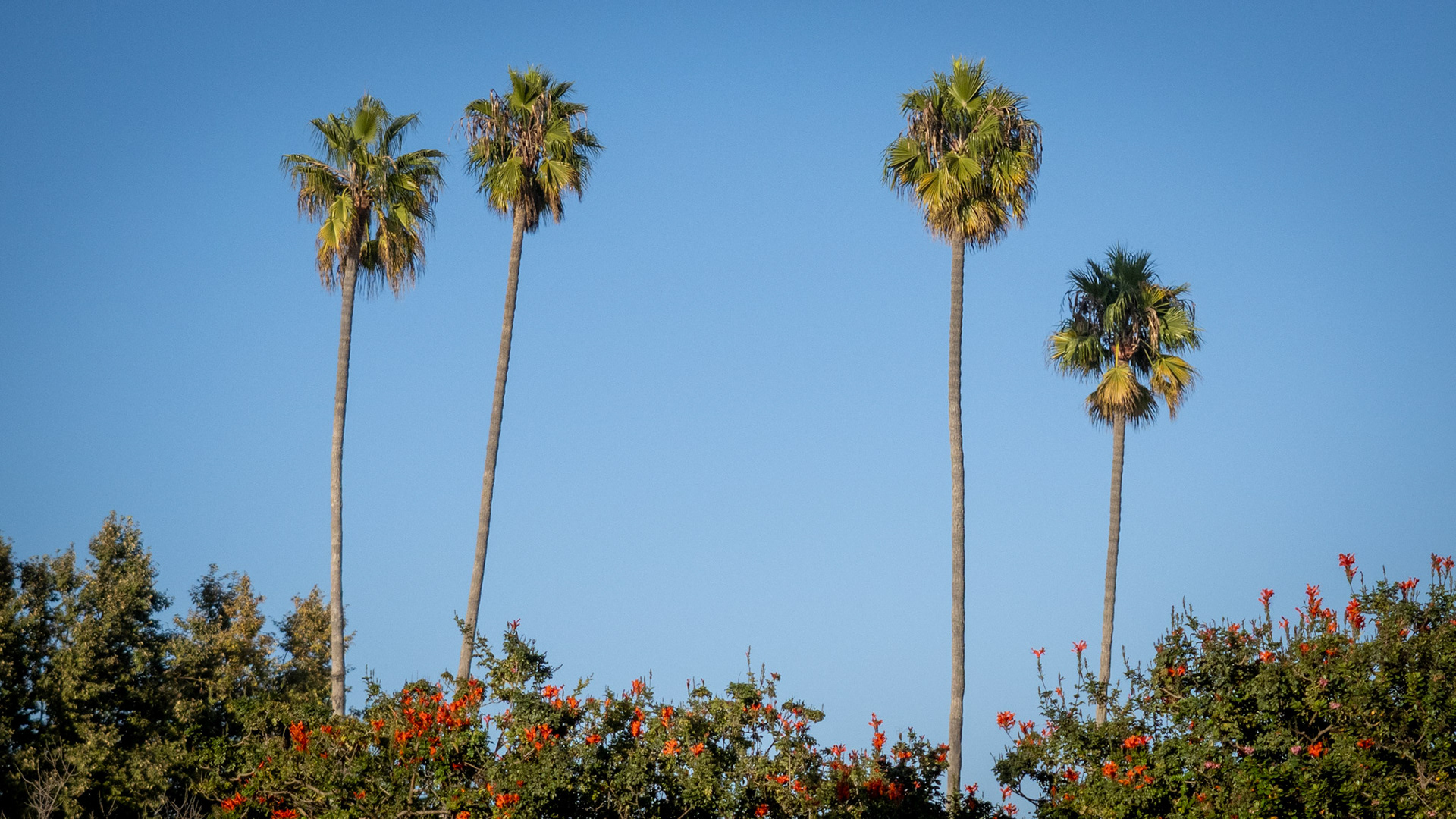 This shot from the back porch of my son's home in Ventura, California. I've looked these four palm trees off and on, thinking there's a picture here. I'm not sure I found it yet.