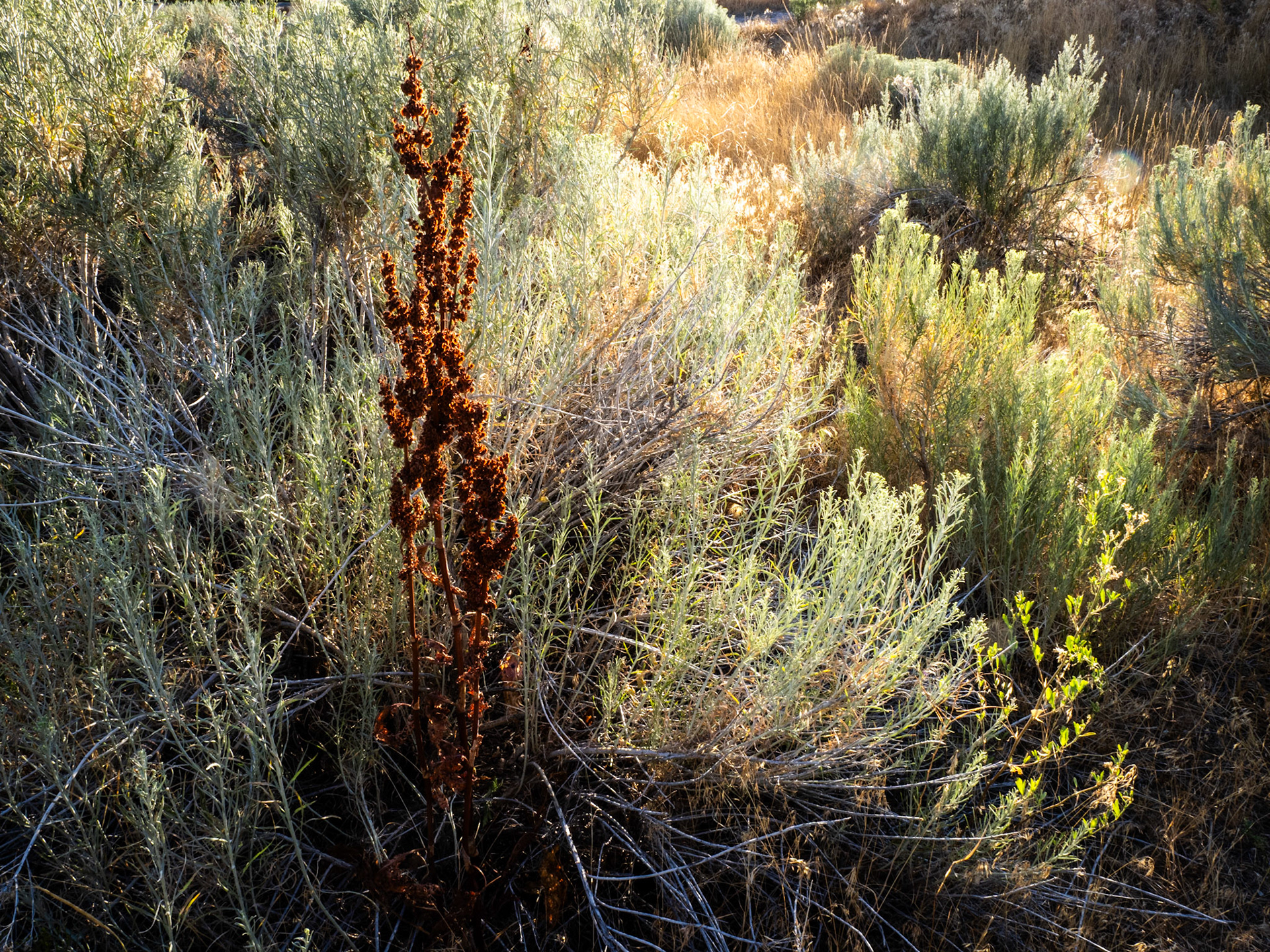 There is a small section of the Bonneville Shoreline Trail, near This is the Place Monument State Park, where the evening light, just before Golden hour, is magical.
