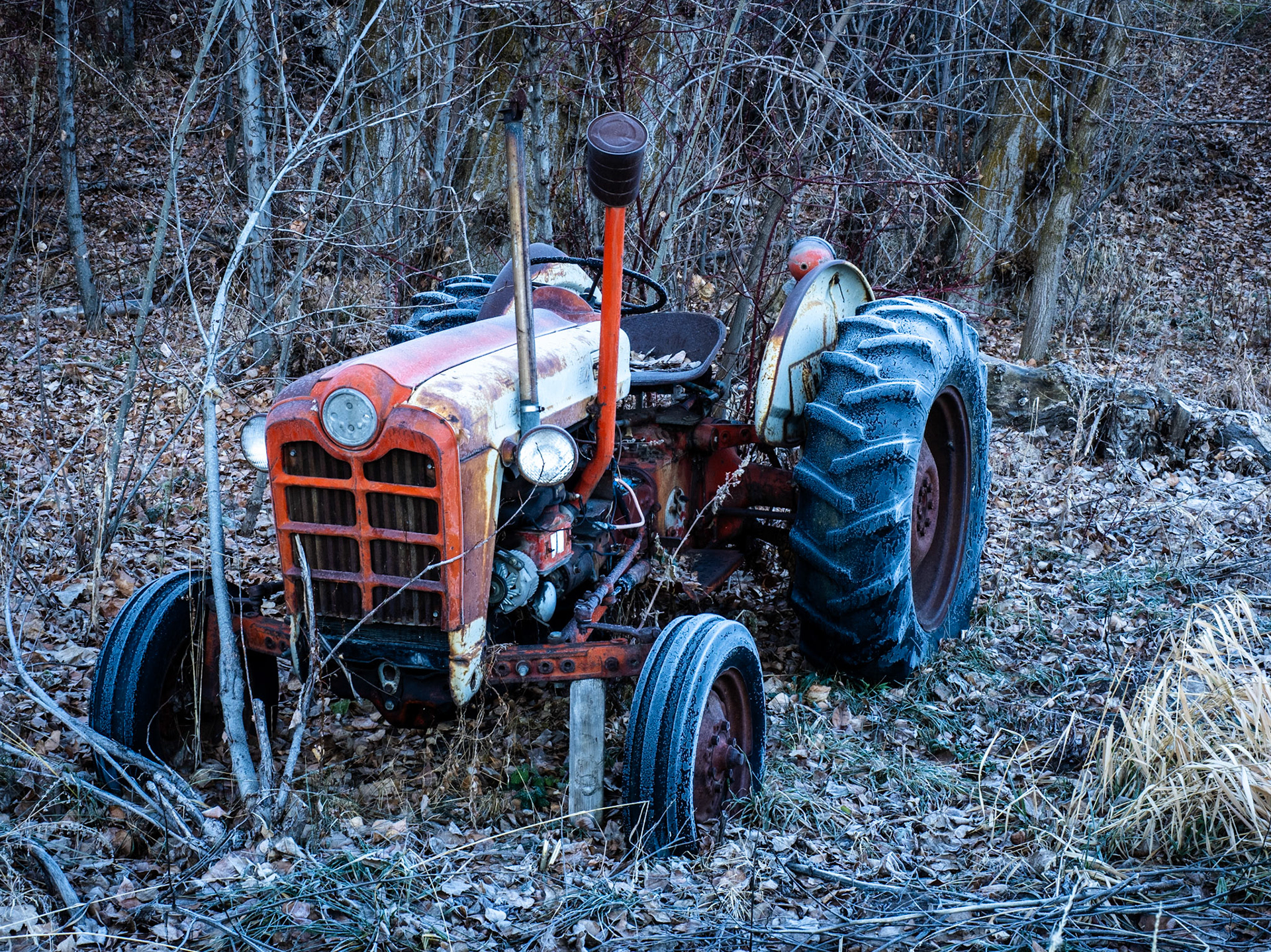 This was an unexpected find on my outing this morning.