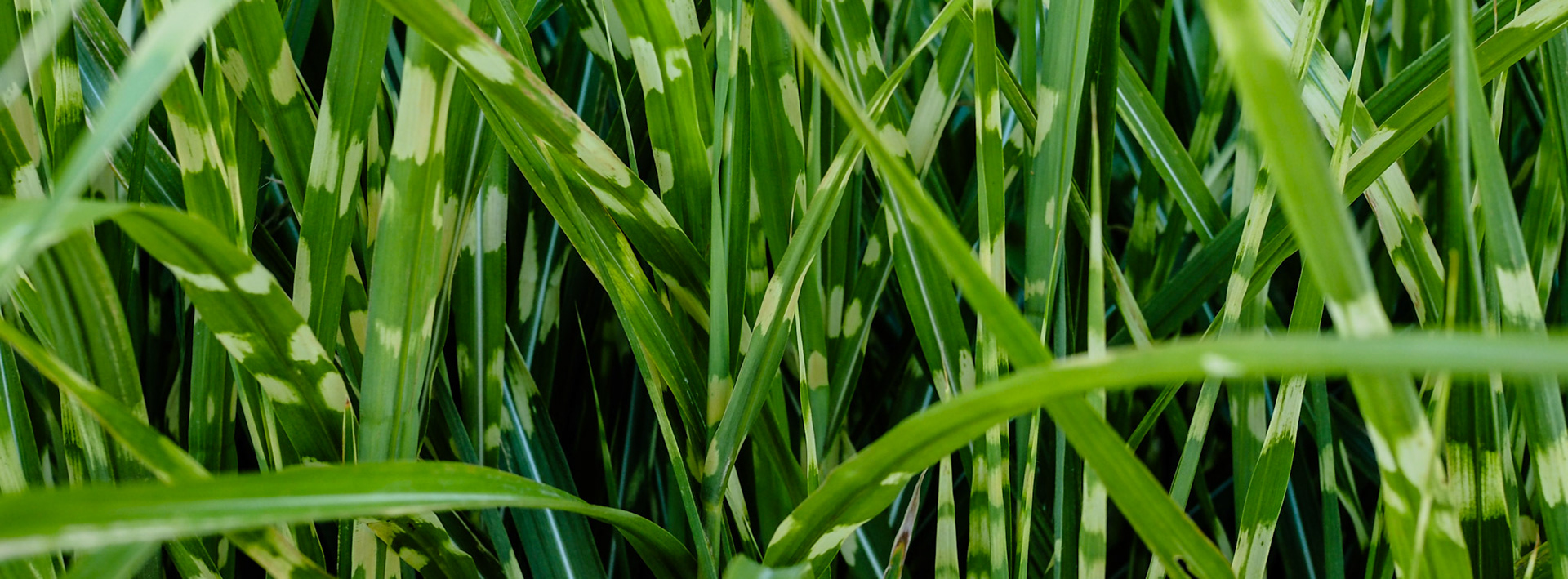 I thought a panoramic view of some Chinese Silver Grass was interesting this evening.