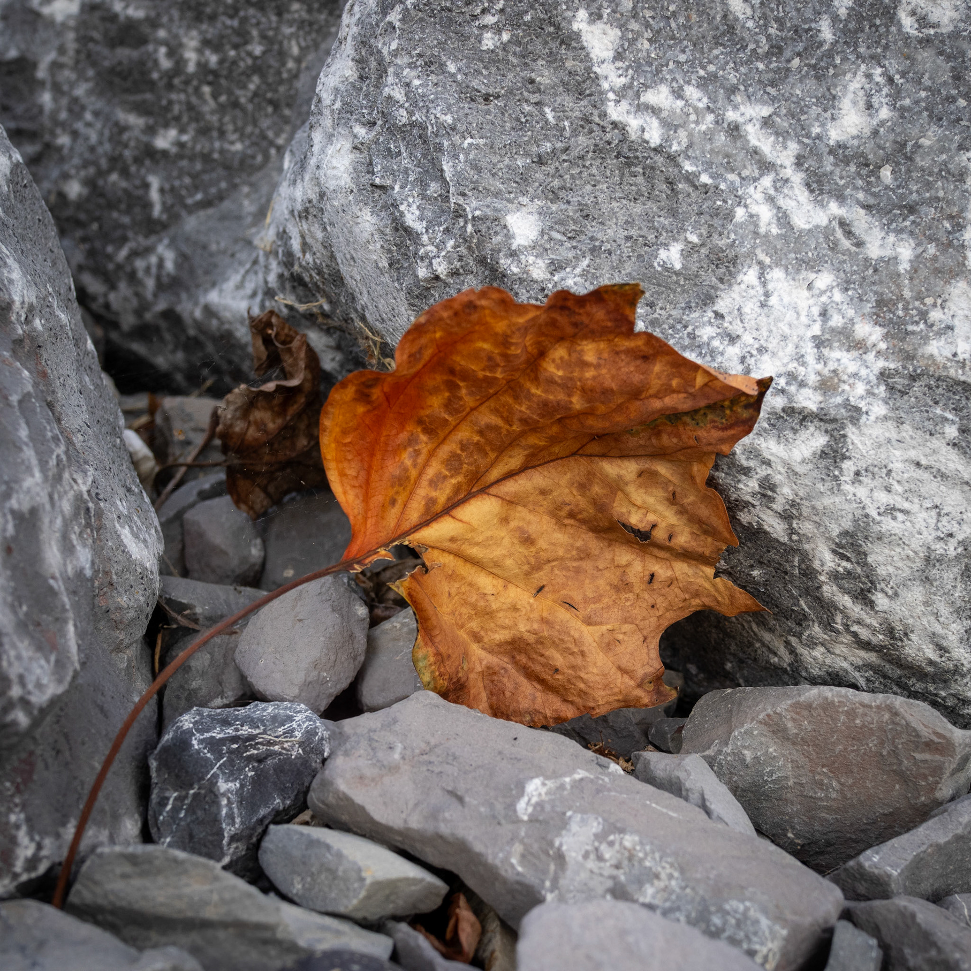 Fall is a ways off, but this leaf against the rocks caught my eye this evening.