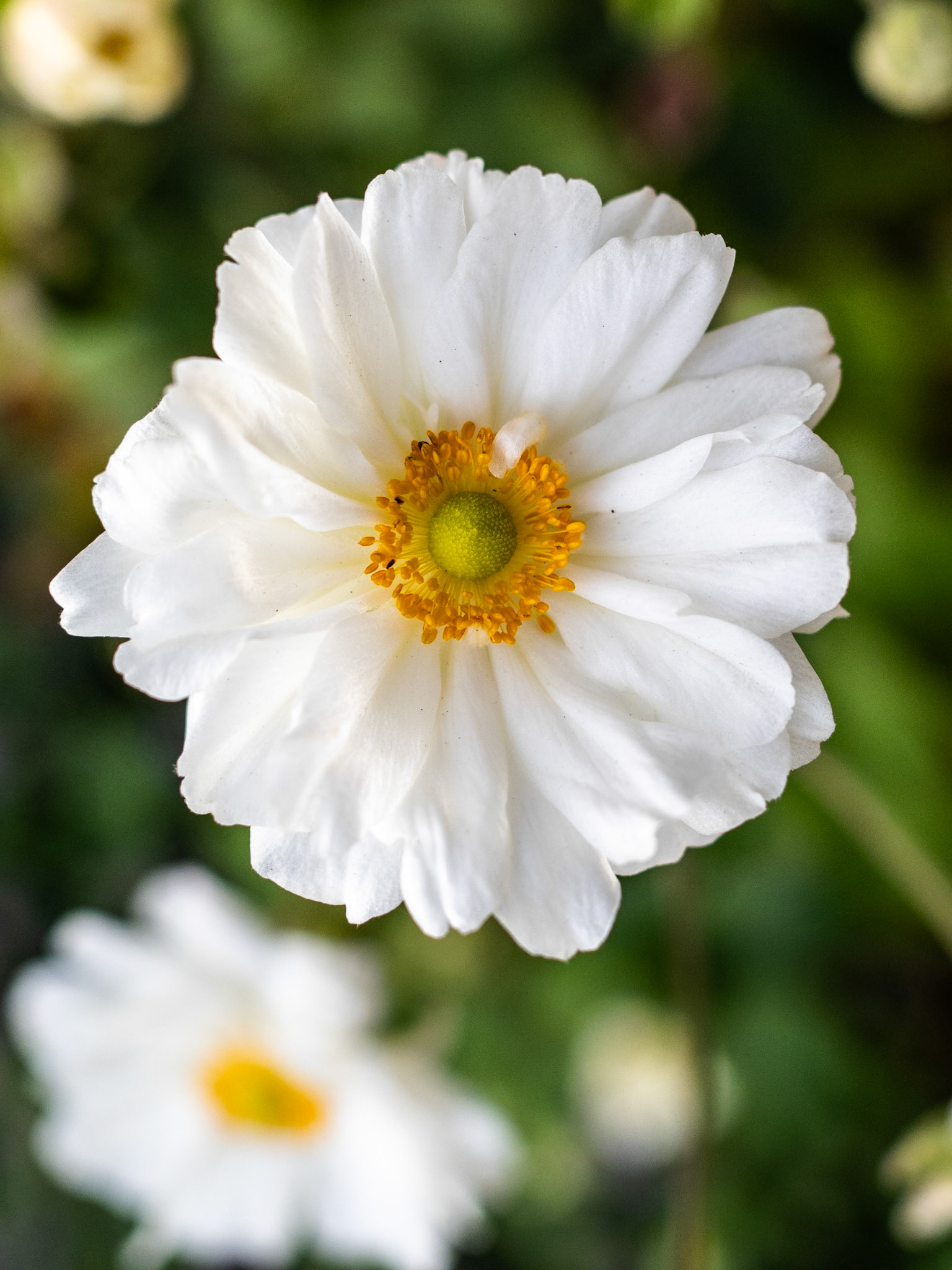 It's October and there are plants still blooming.