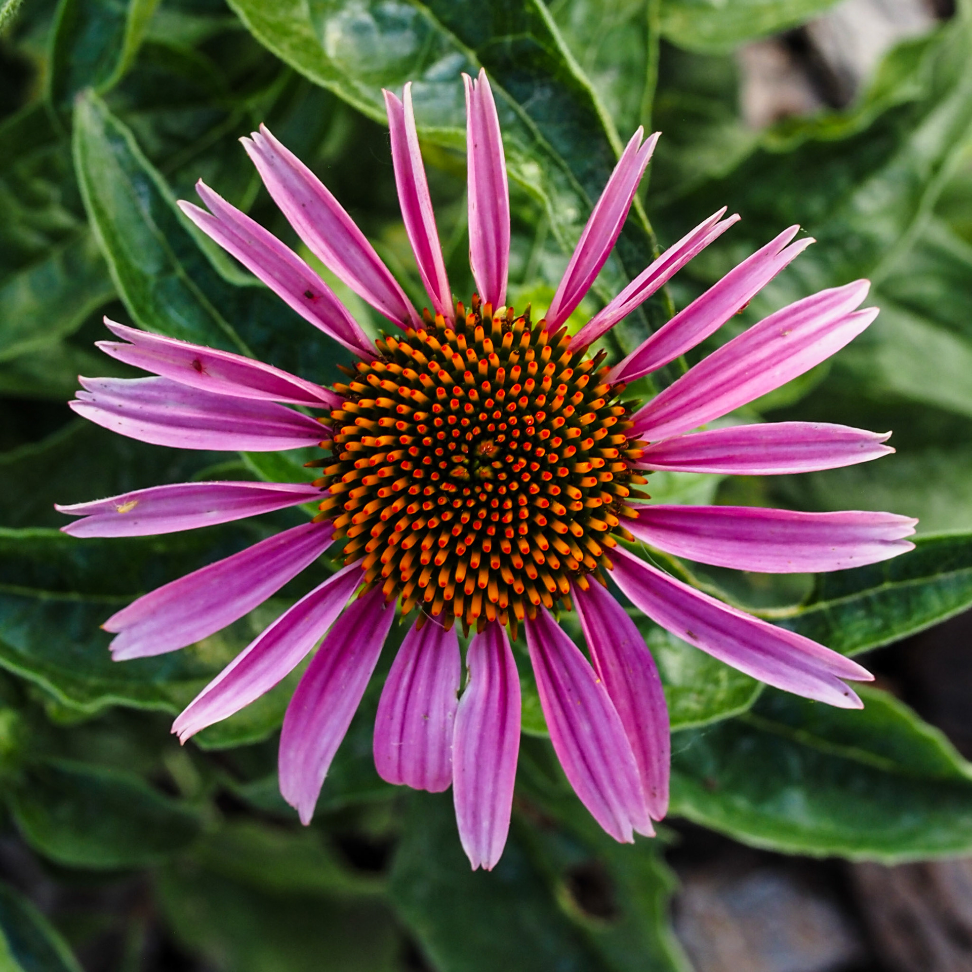 I love the narrow petals in this flower. They kind of remind me of swords.
