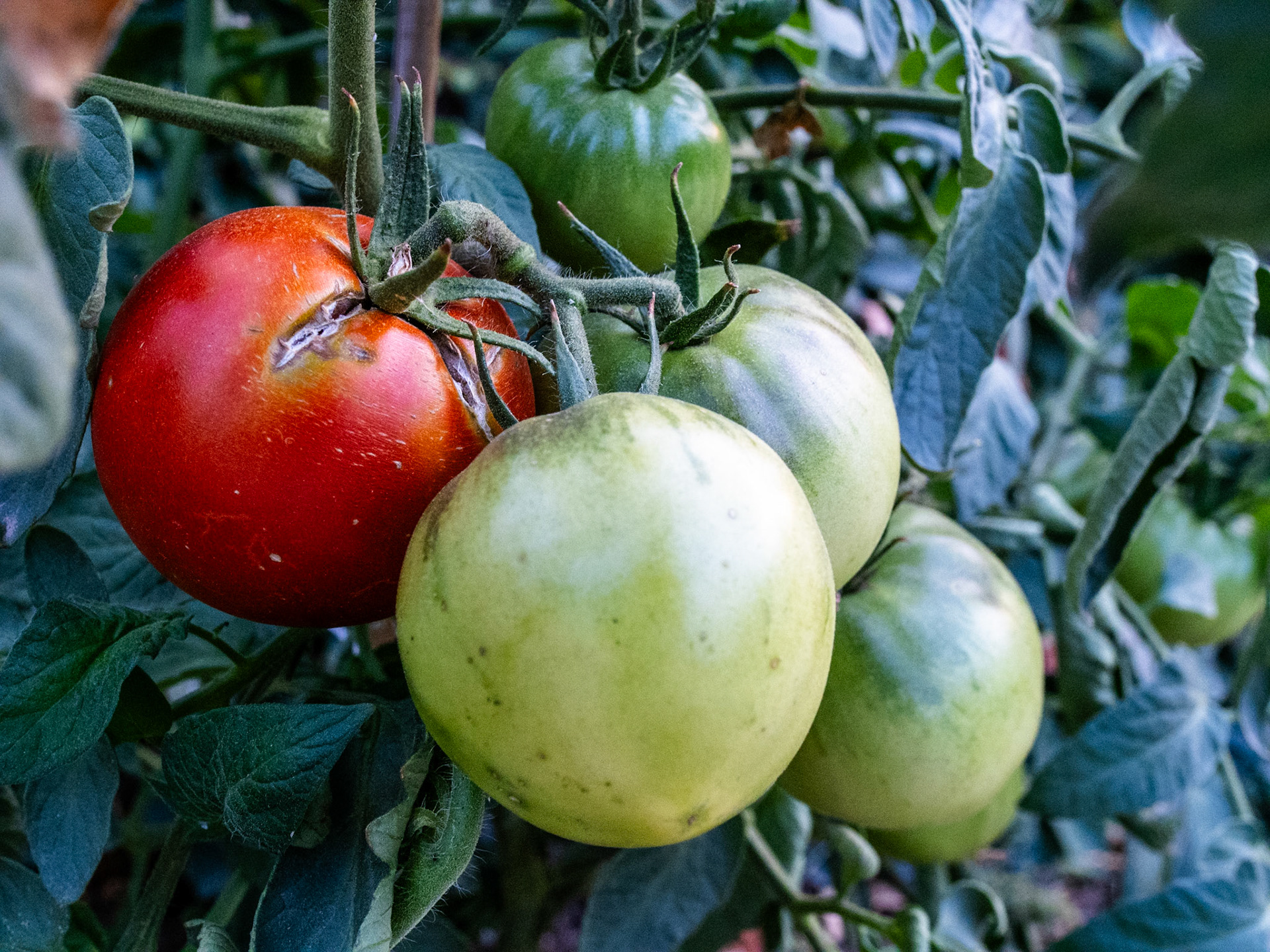 You can have one ripe one and the rest will have to be fried.