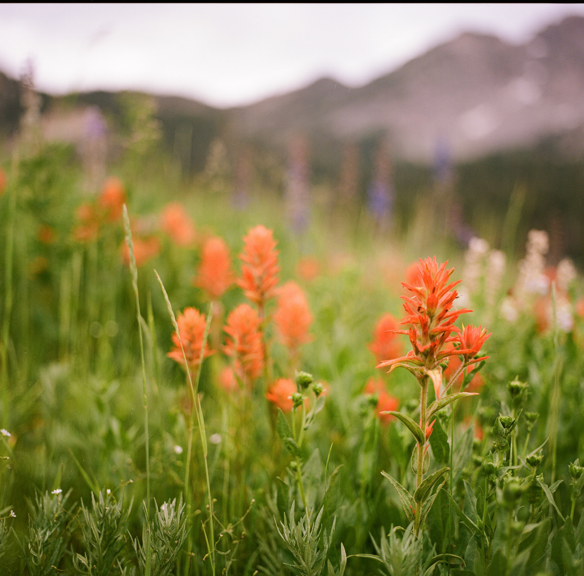 oday is Analog Tuesday... I love the dreamy effect of the bokeh on this 80mm lens.