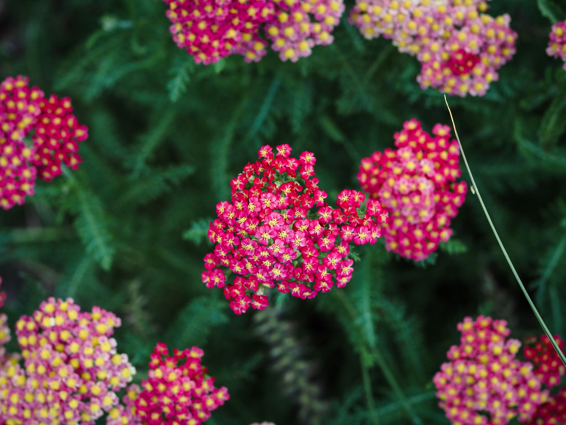 Sounds like a pirate saying tomorrow. Speaking of pirates, check out the little green guy on the blade of grass on the right. He's trying to steal the show.