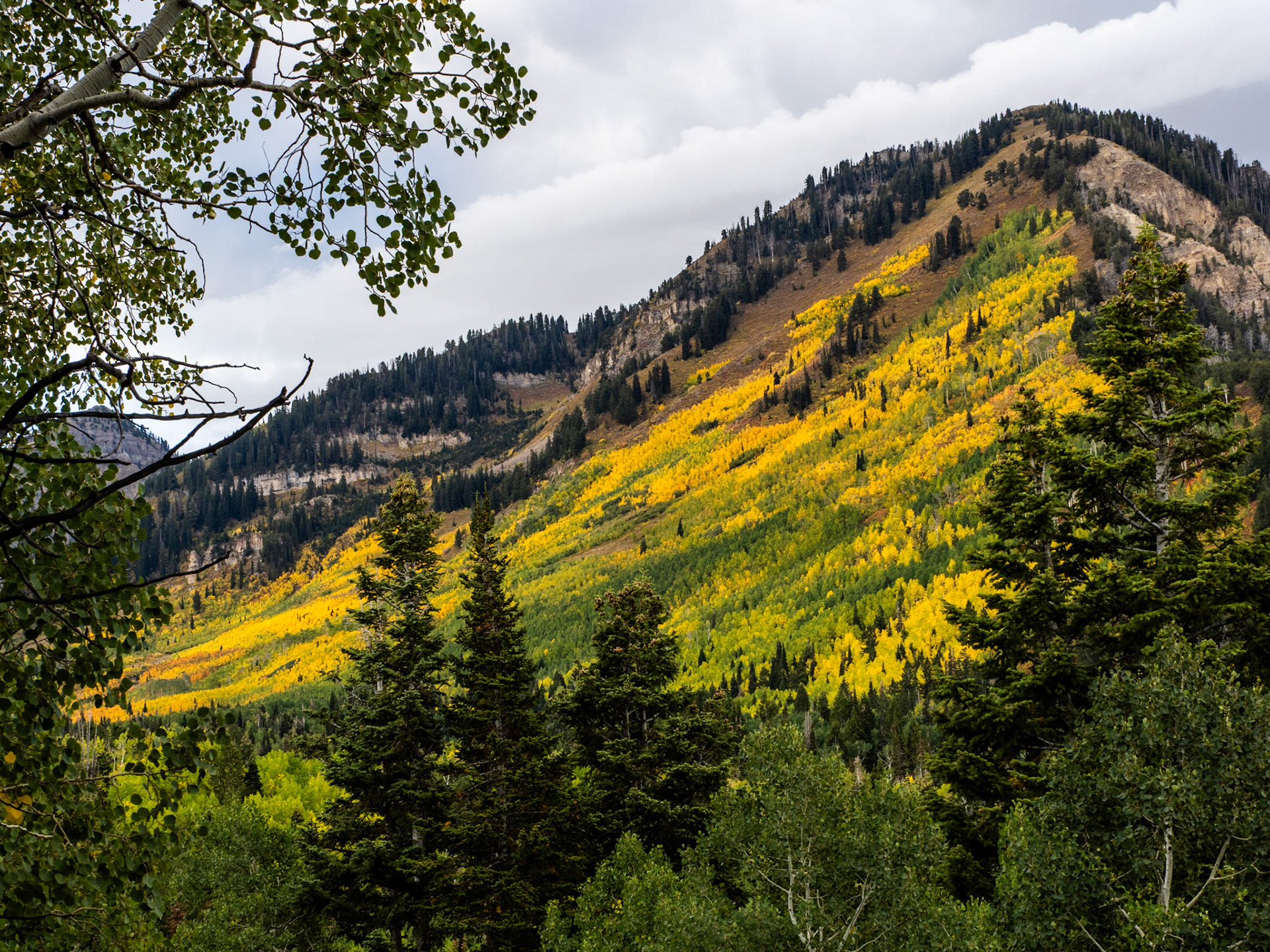 On my way down the Springville for the Springville Arts Festival, I detoured on the Alpine Loop to capture some of the fall colors. Mt Timp was showing off today.