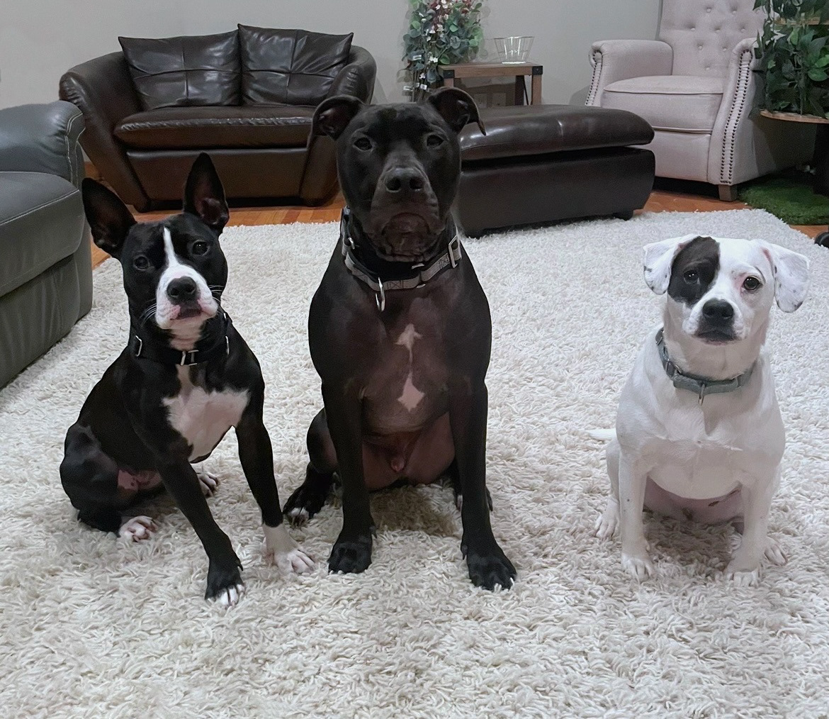 Evie (Left), Oakley (Middle), Indie (Right)