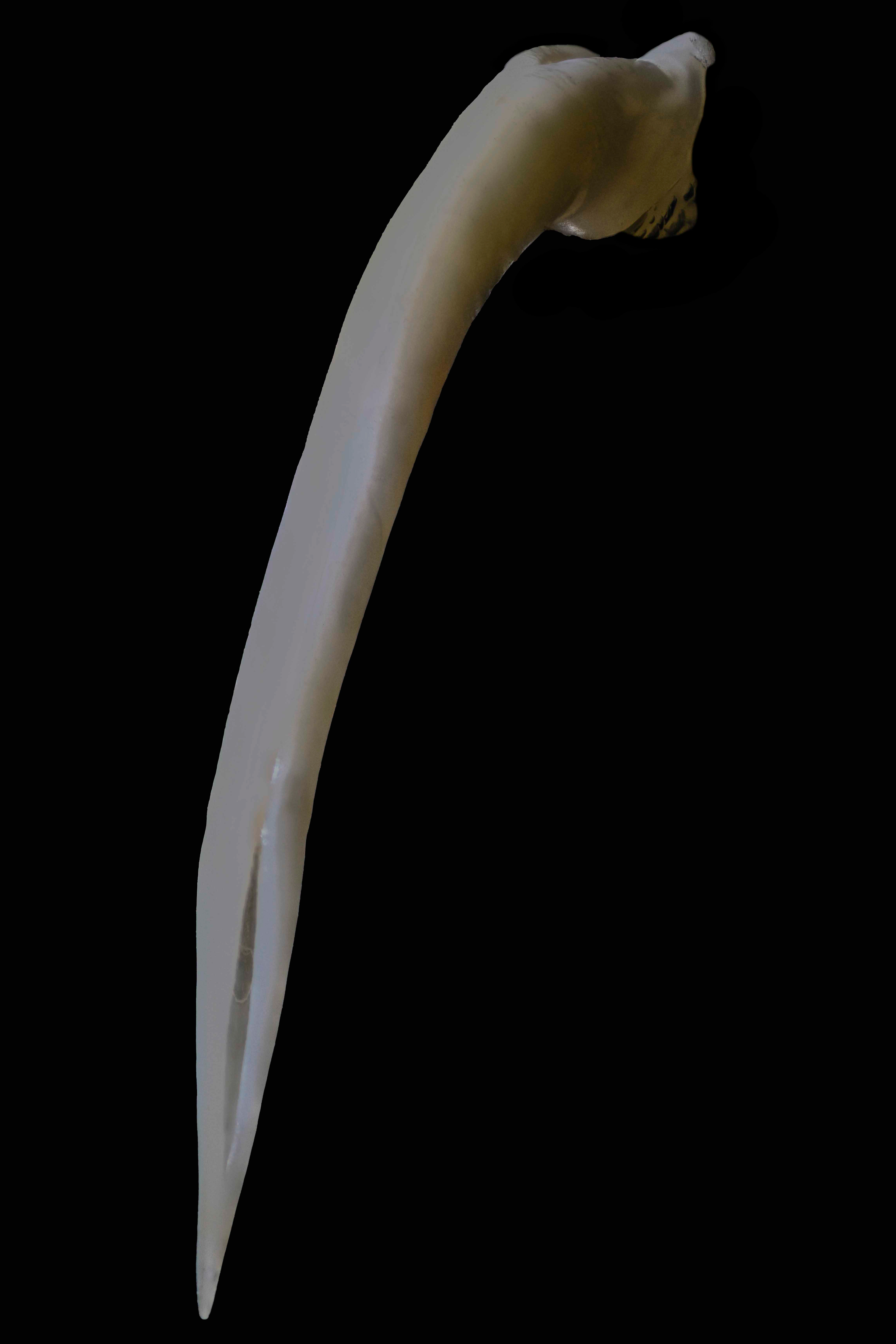 crochet à venin de vipère heurtante  Bitis arietans