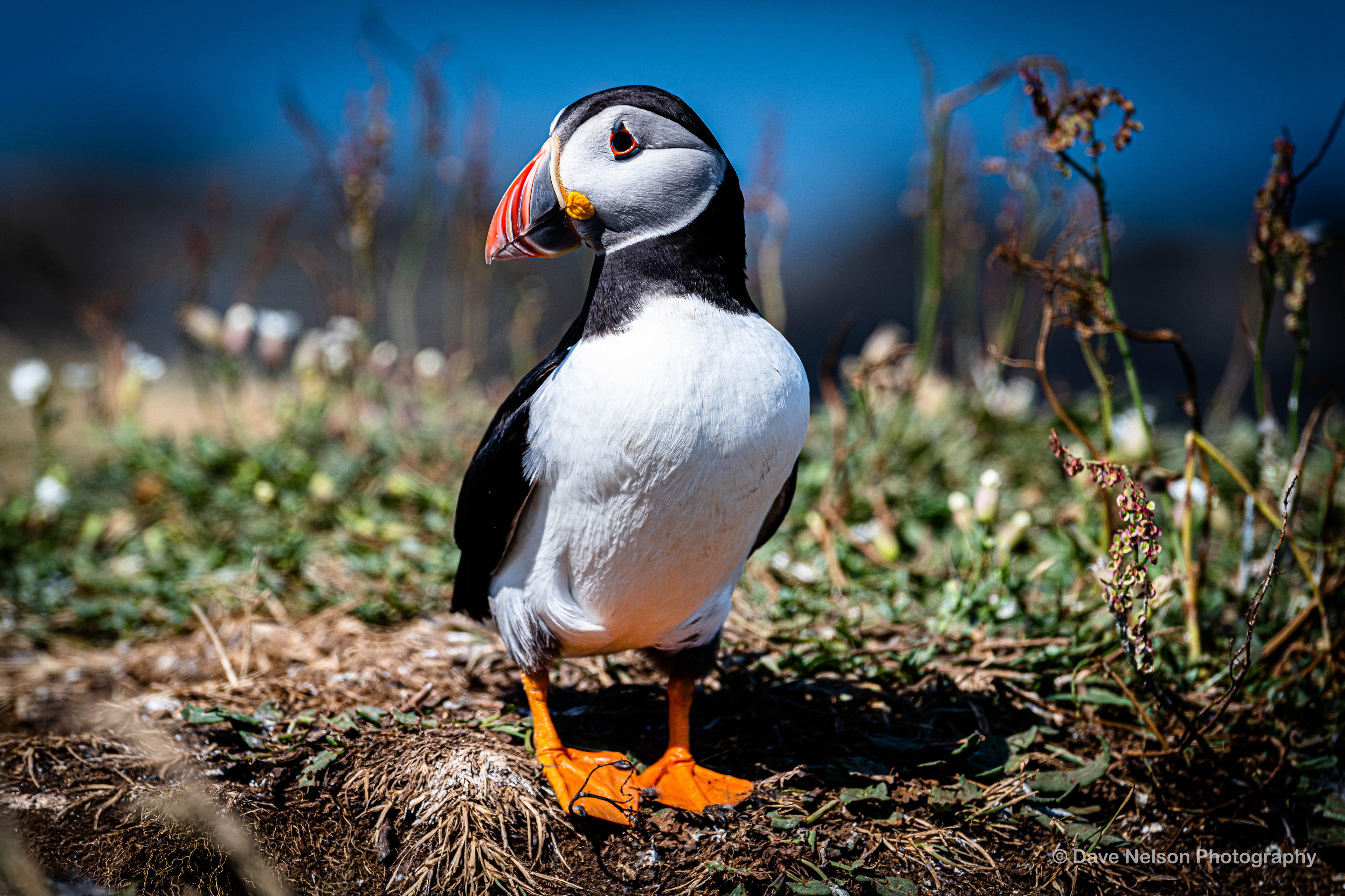 Strike a Pose - Puffin, Lunga, Treshnish Isles, Scotland